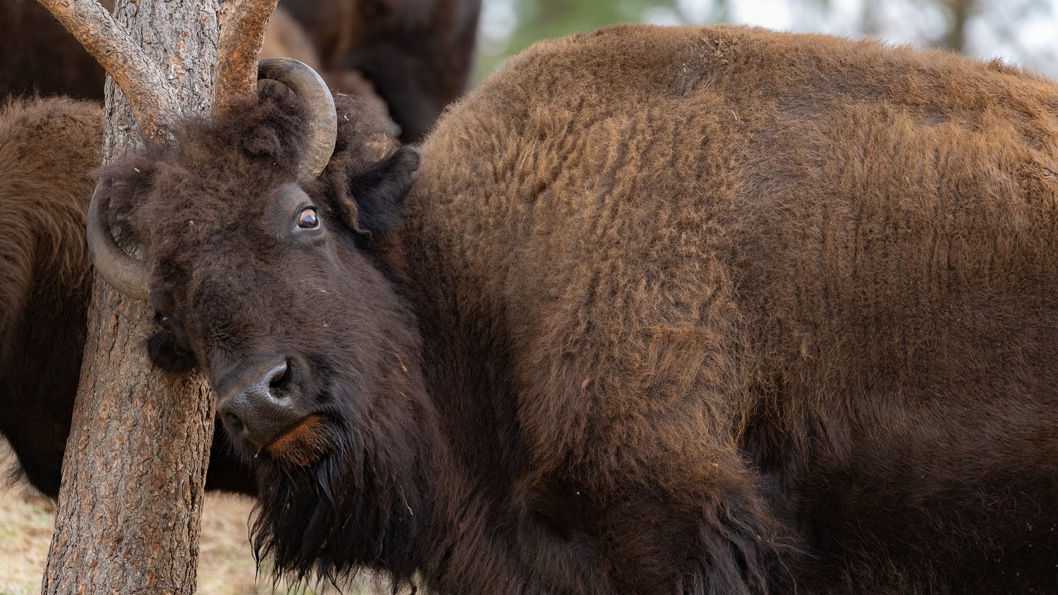 Large bison rubbing its head against a pine tree in Custer State Park, glancing toward the camera, with more bison behind it.