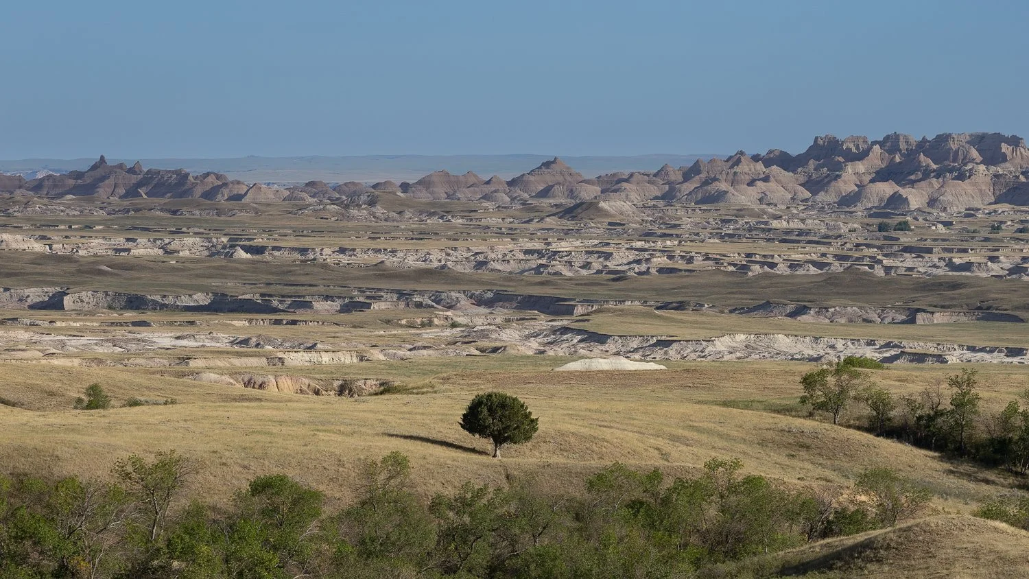 Wide view of golden prairie and distant Badlands peaks from Sage Creek Basin Overlook, with a single tree in the foreground.