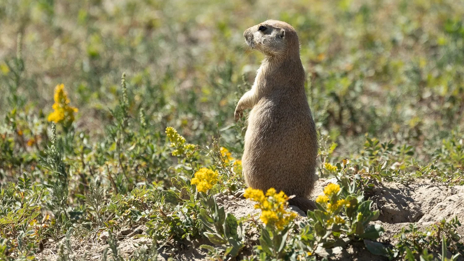 Prairie dog standing upright among yellow wildflowers and green vegetation.