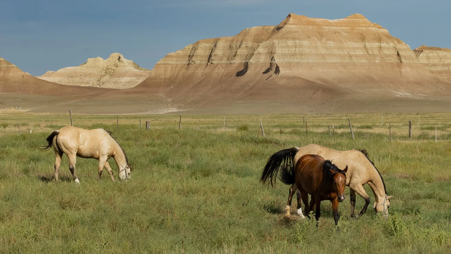 Three horses grazing in a green field near Badlands formations in Interior, South Dakota.