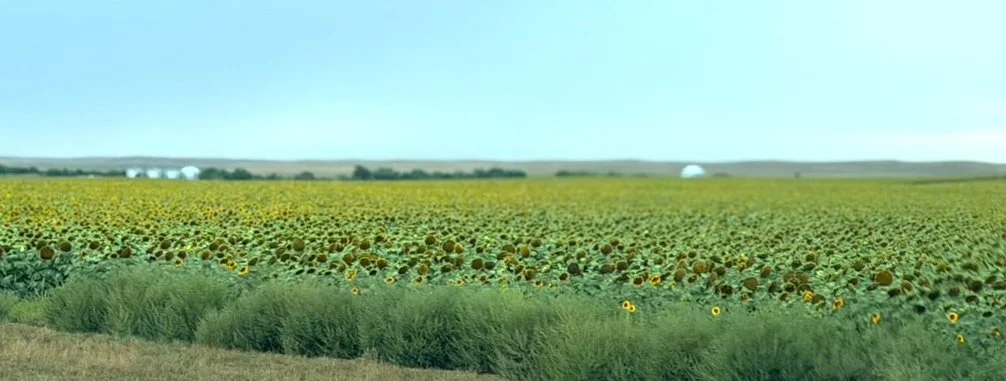 Fields of past peak sunflowers.