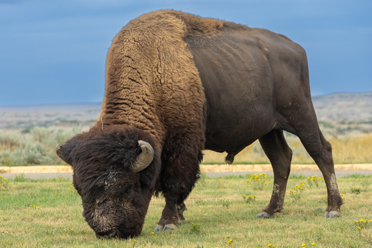 Bison having his dinner