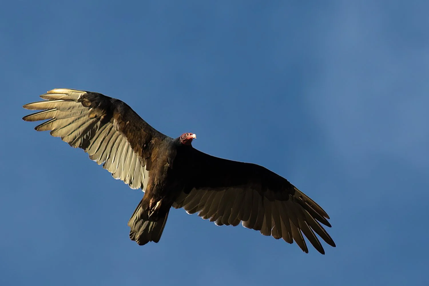 Turkey buzzard soaring overhead against a clear blue sky.