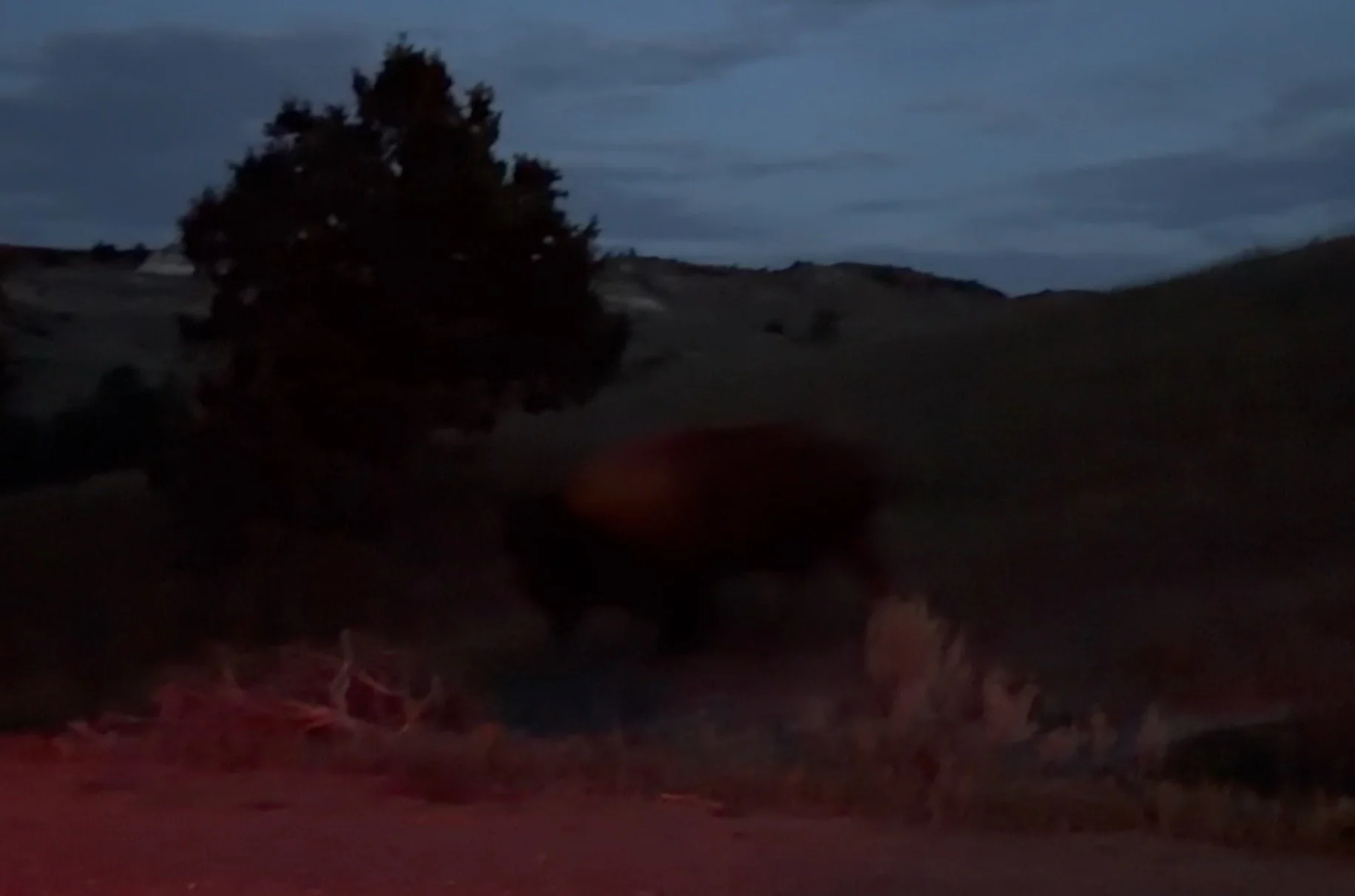 Bison walking at dusk to nearly night.