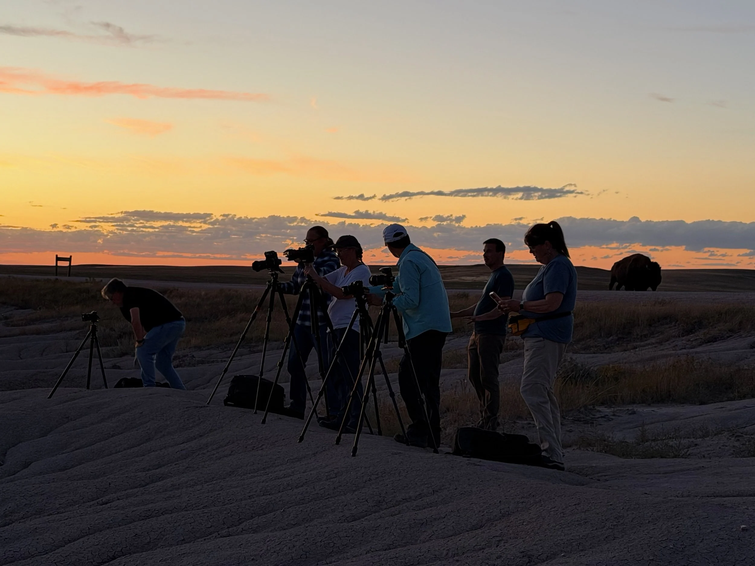Photographers with cameras on tripods at sunset, with a bison grazing behind them.
