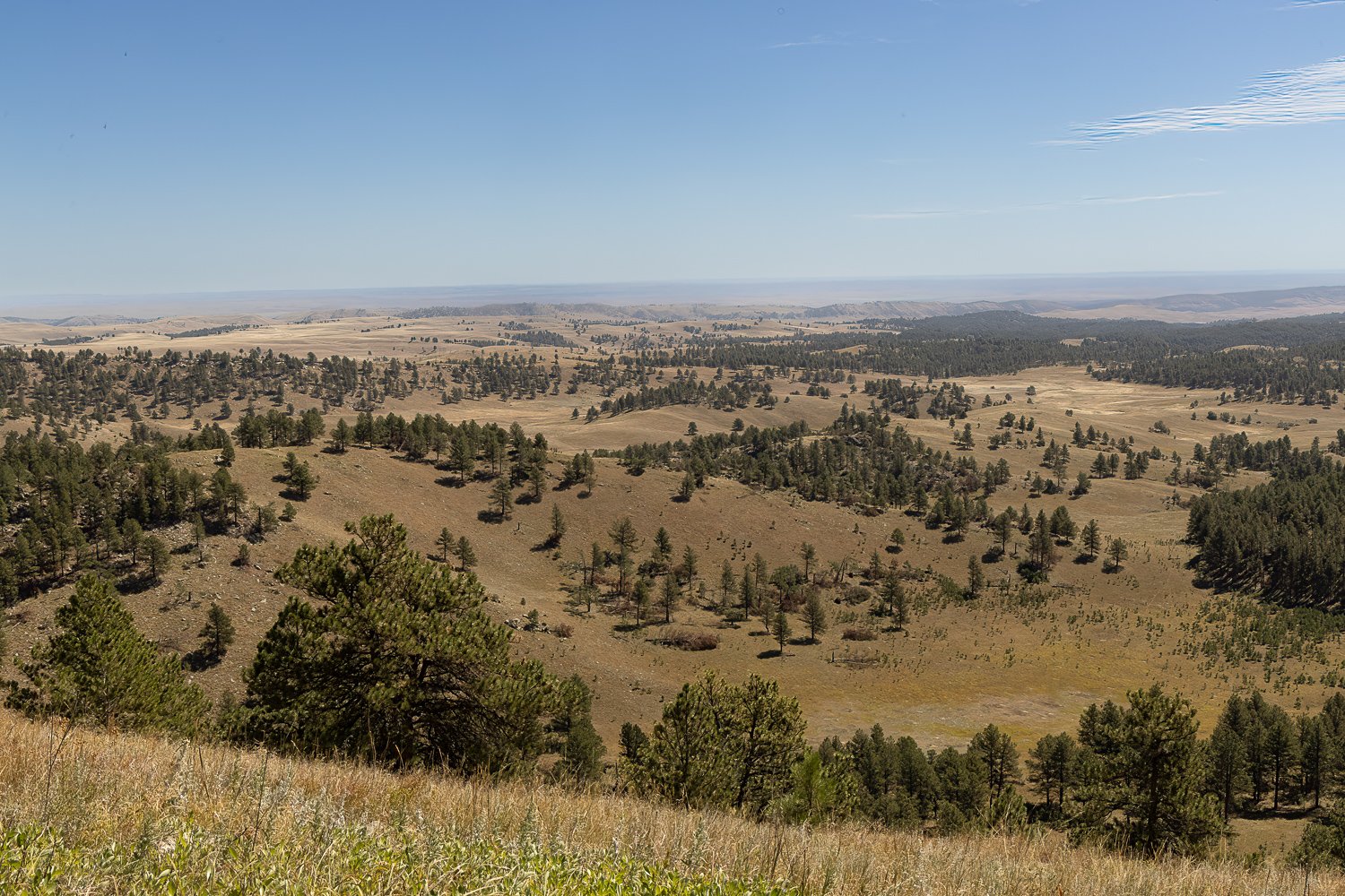 Expansive view of rolling grasslands and pine-covered hills from Rankin Ridge.