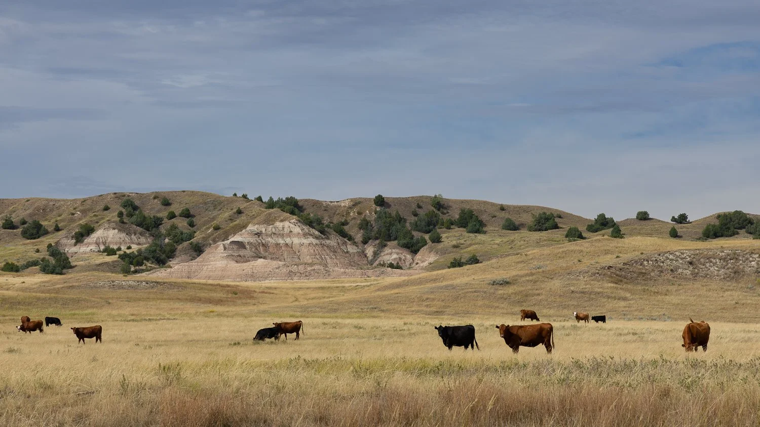 A small white horse alone in a wide grassy field below eroded Badlands hills and a big sky.