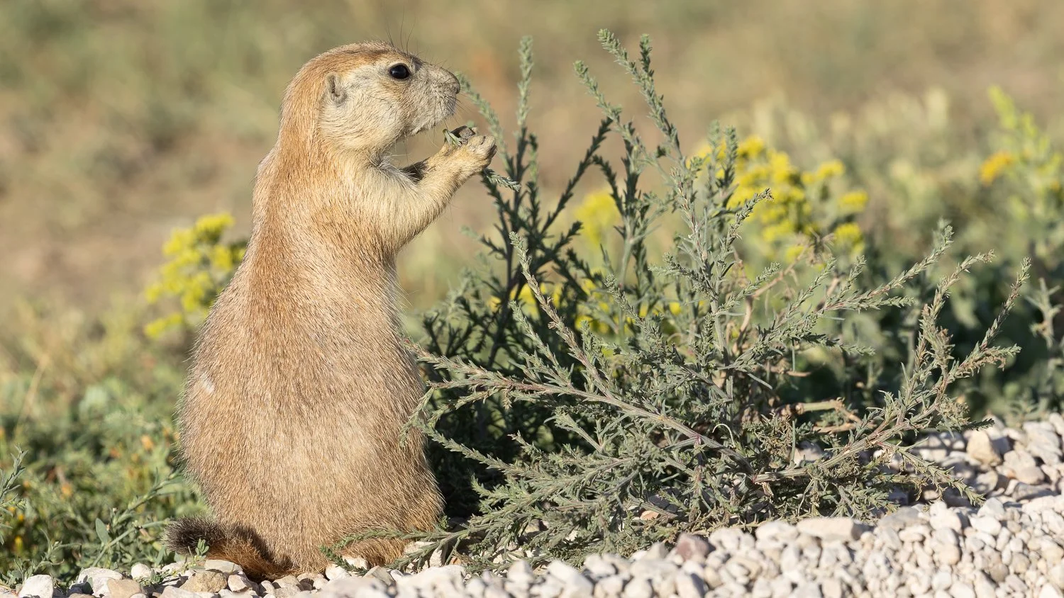 Prairie dog standing upright and nibbling on a green plant near yellow wildflowers in Badlands National Park.
