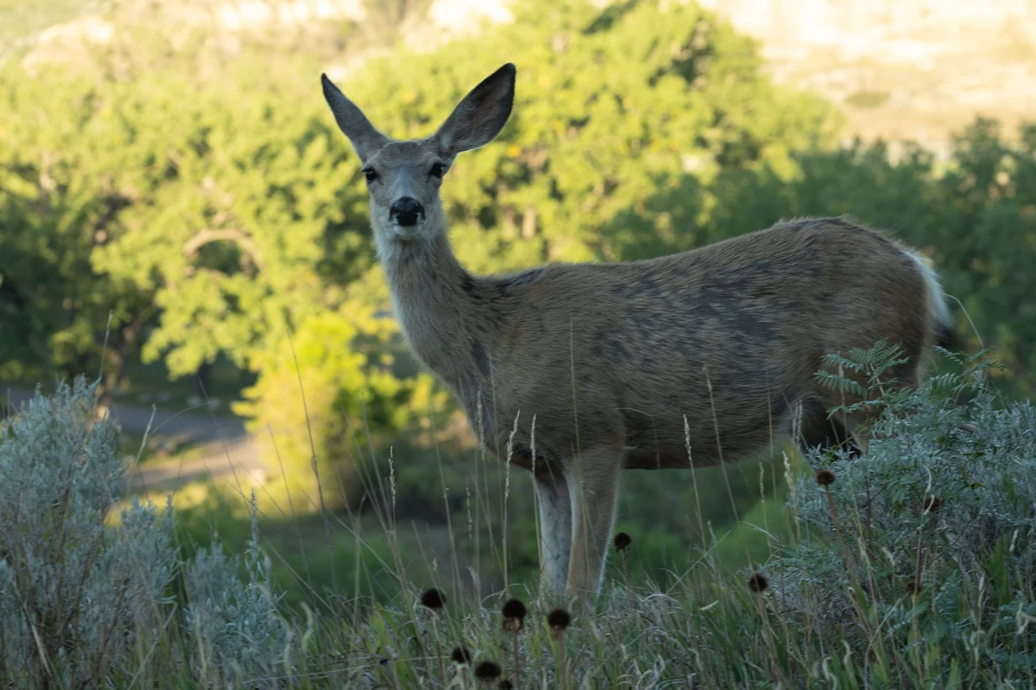 Deer looking straight at the camera
