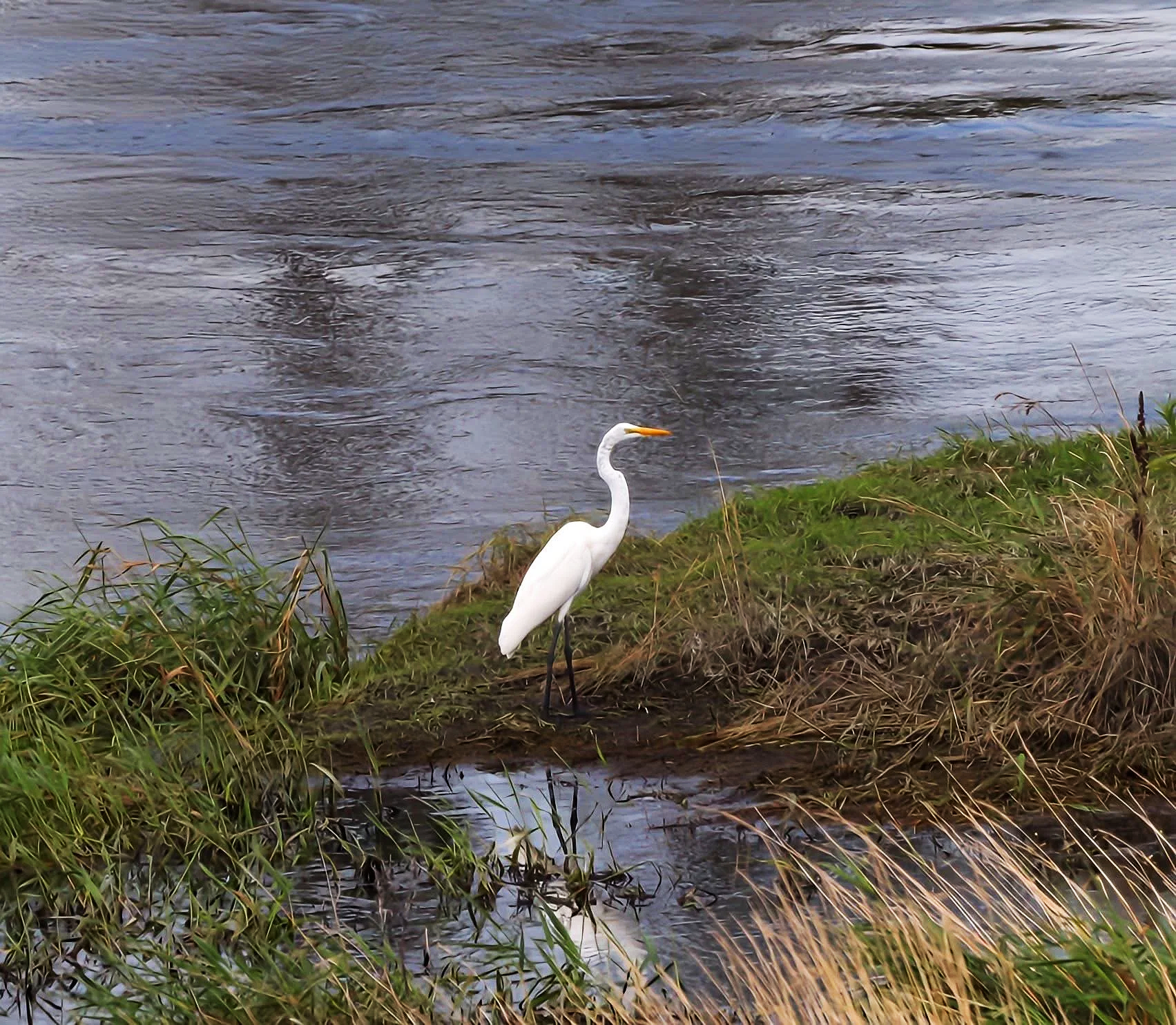IMG_5385.png