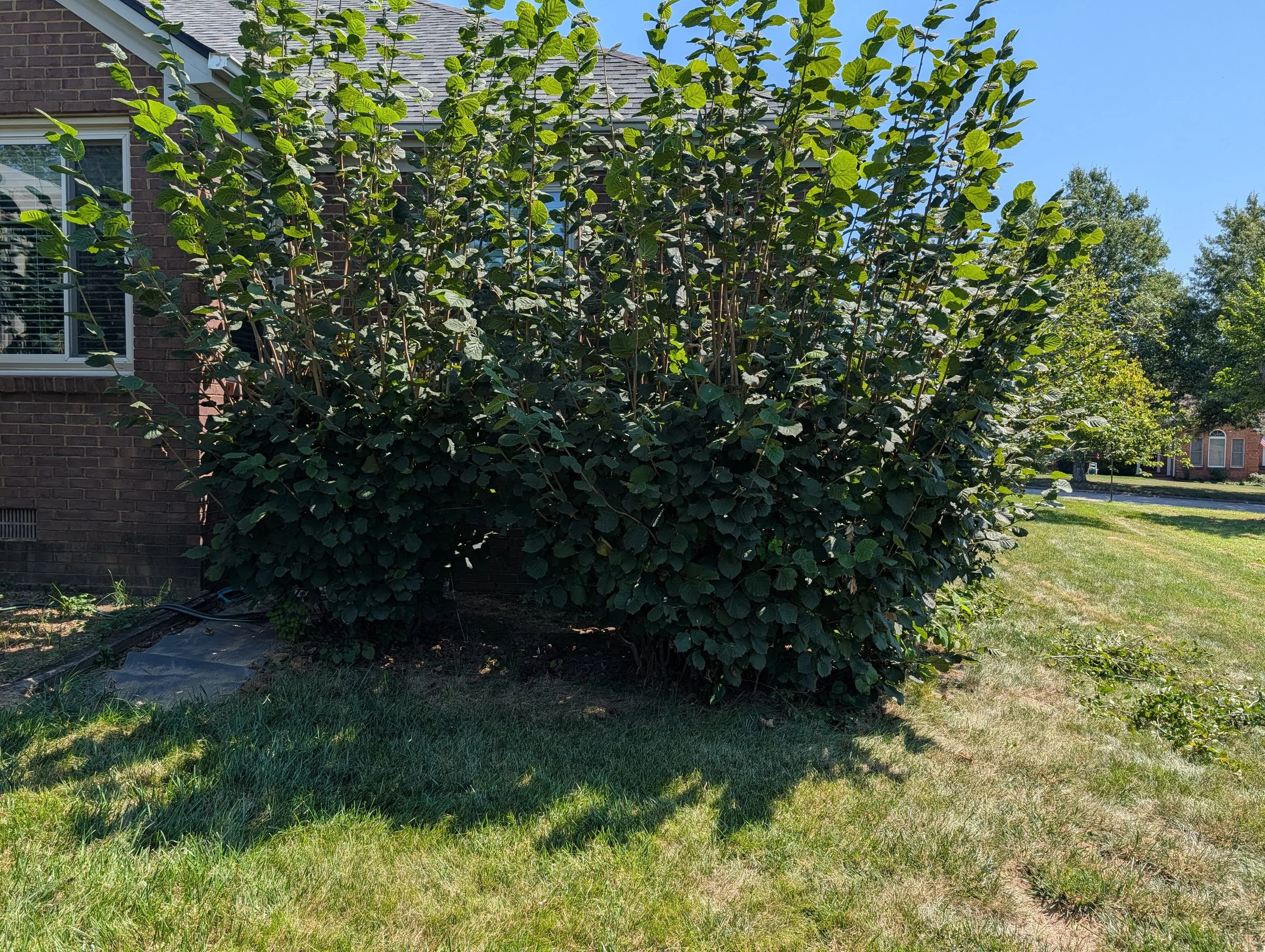Before trimming