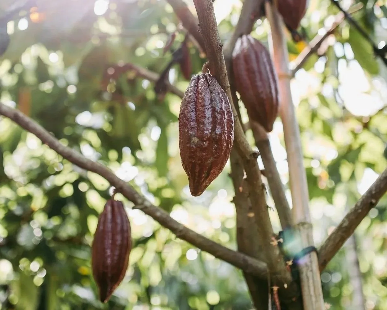 Cinq cabosses de cacao mûres suspendues à une branche d'arbre, avec un fond flou de feuillage vert et lumière solaire.