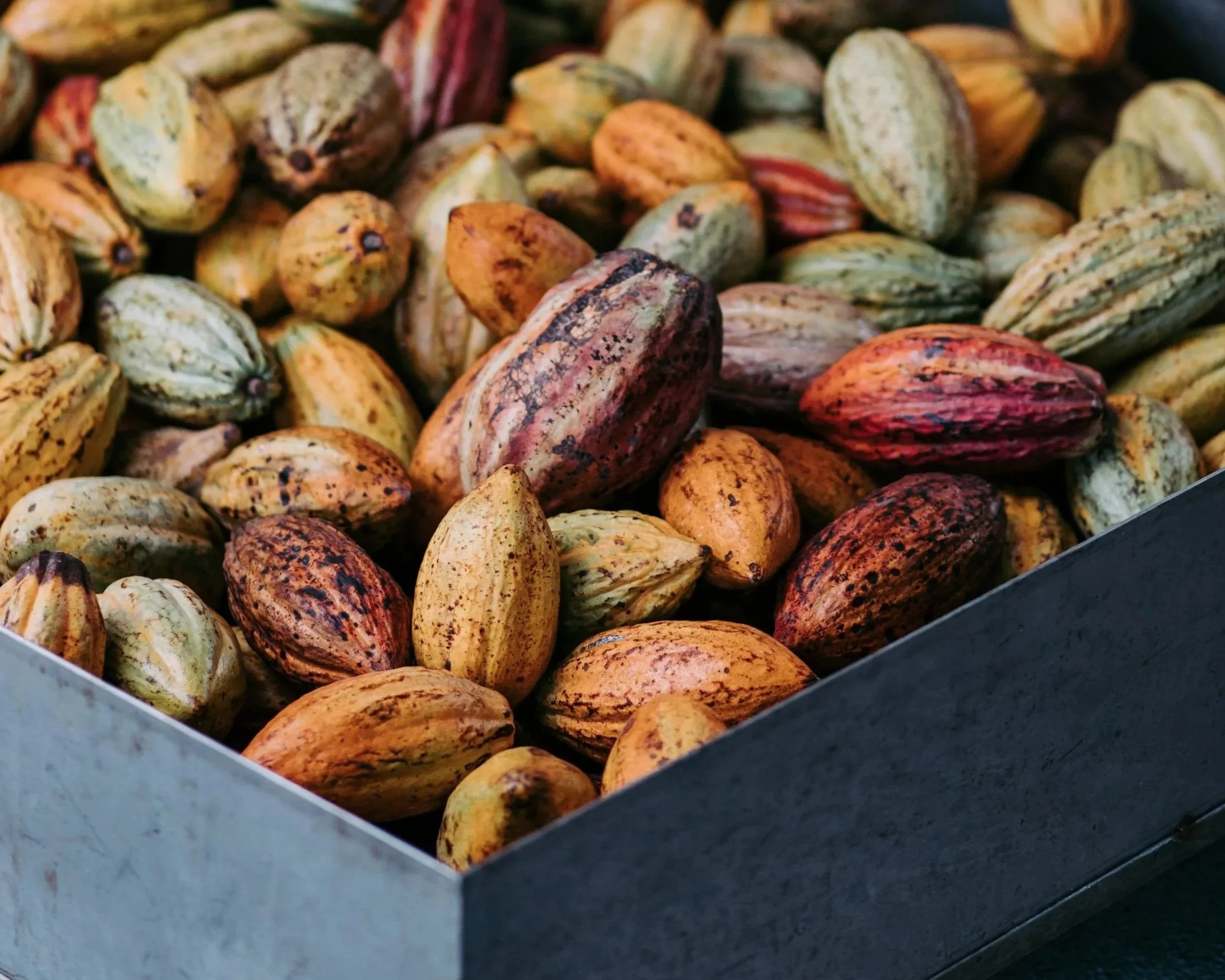 Cacao en pods de différentes couleurs, vert, marron, jaune, en vente dans un marché.