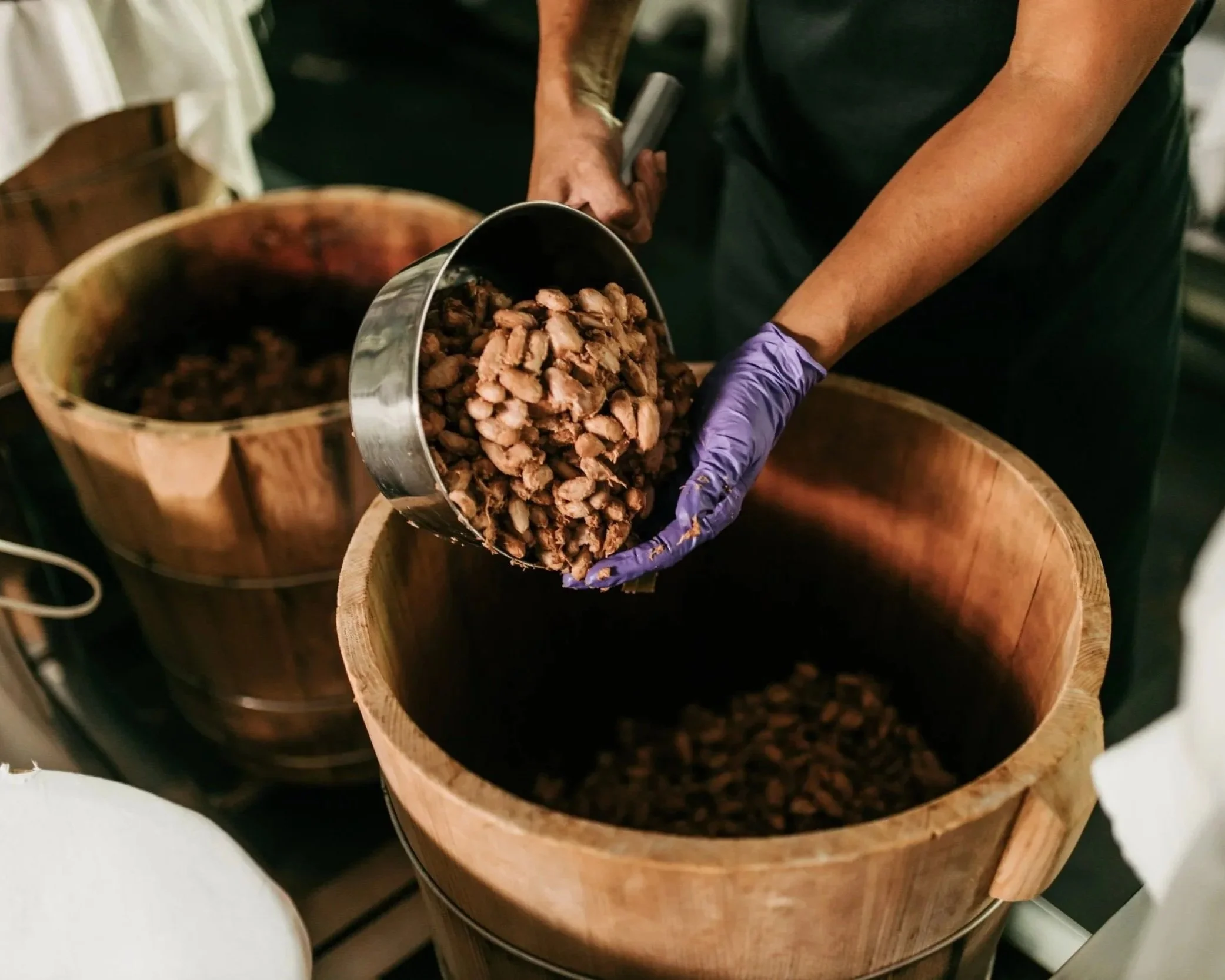 Une personne verse des fèves des cacaos dans une boite de fermentation, portant des gants violets.