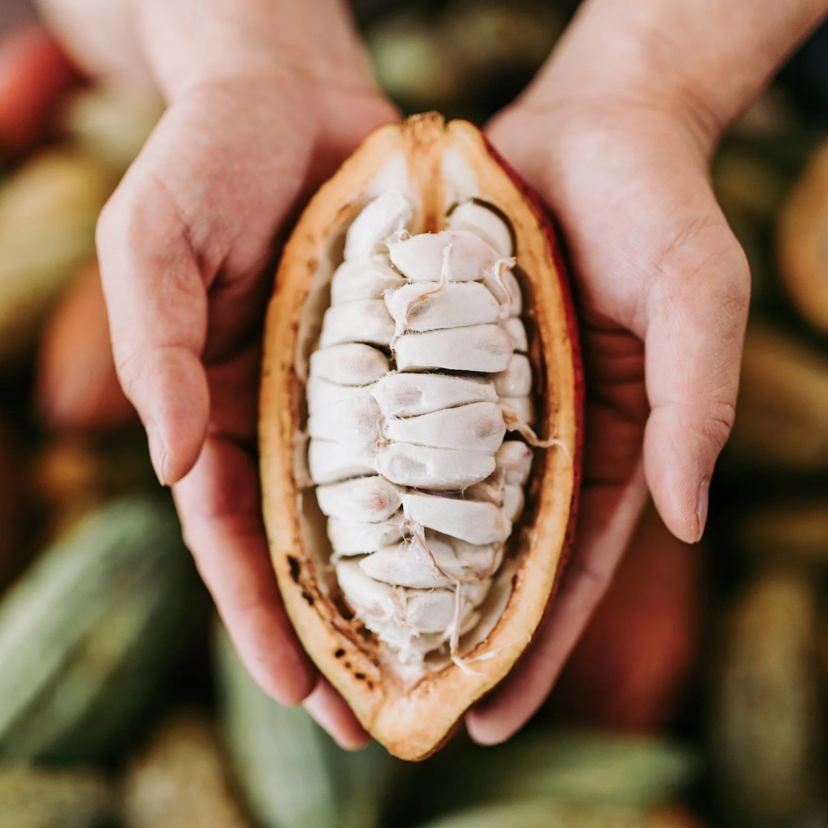 Fu Wan Chocolate, Bean to Bar, Tree to Bar, Taiwanese Chocolate