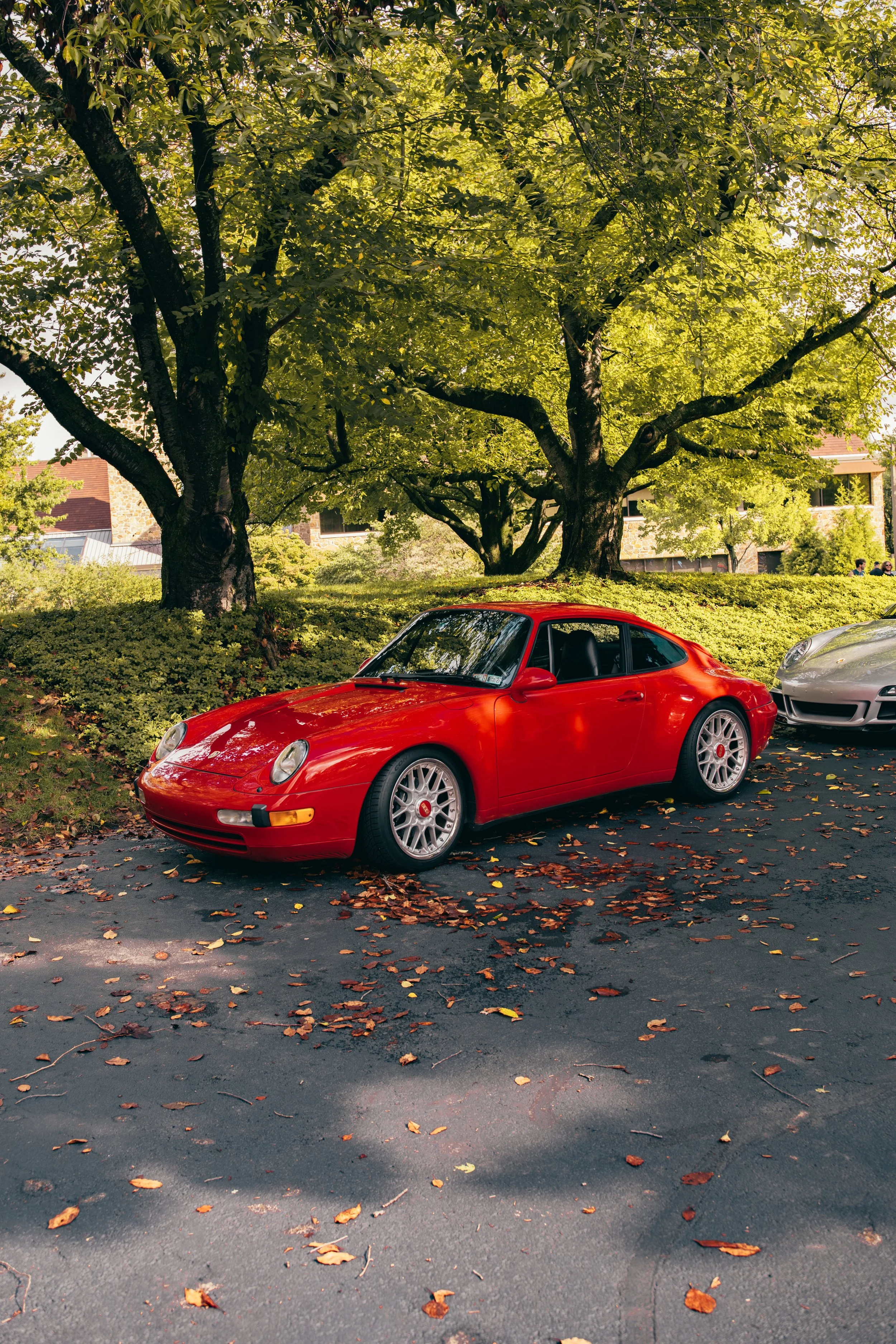 A red sports car parked on a street with fallen autumn leaves, under a large green tree with thick branches and lush foliage, with buildings and some people in the background.