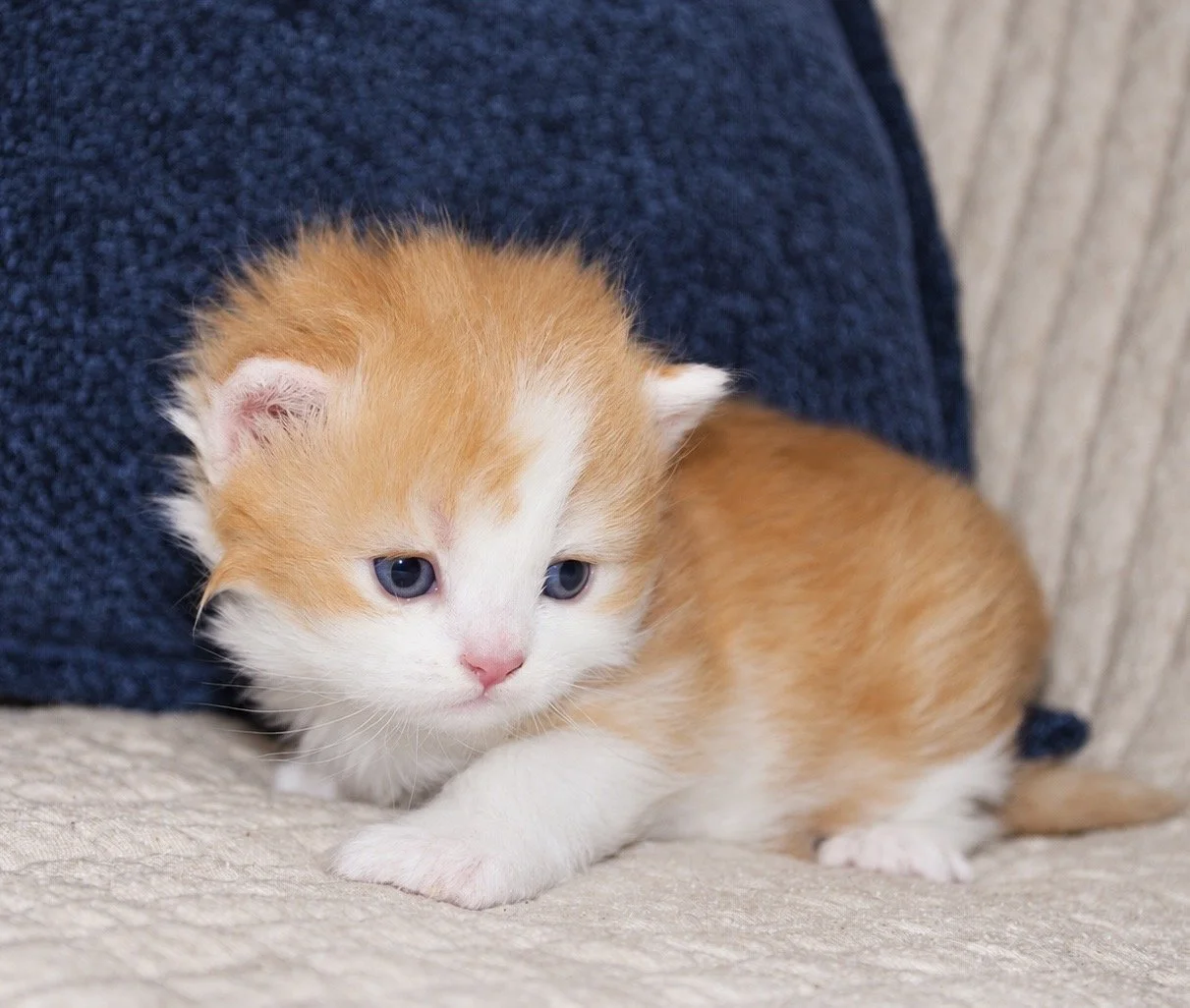 Cheddar