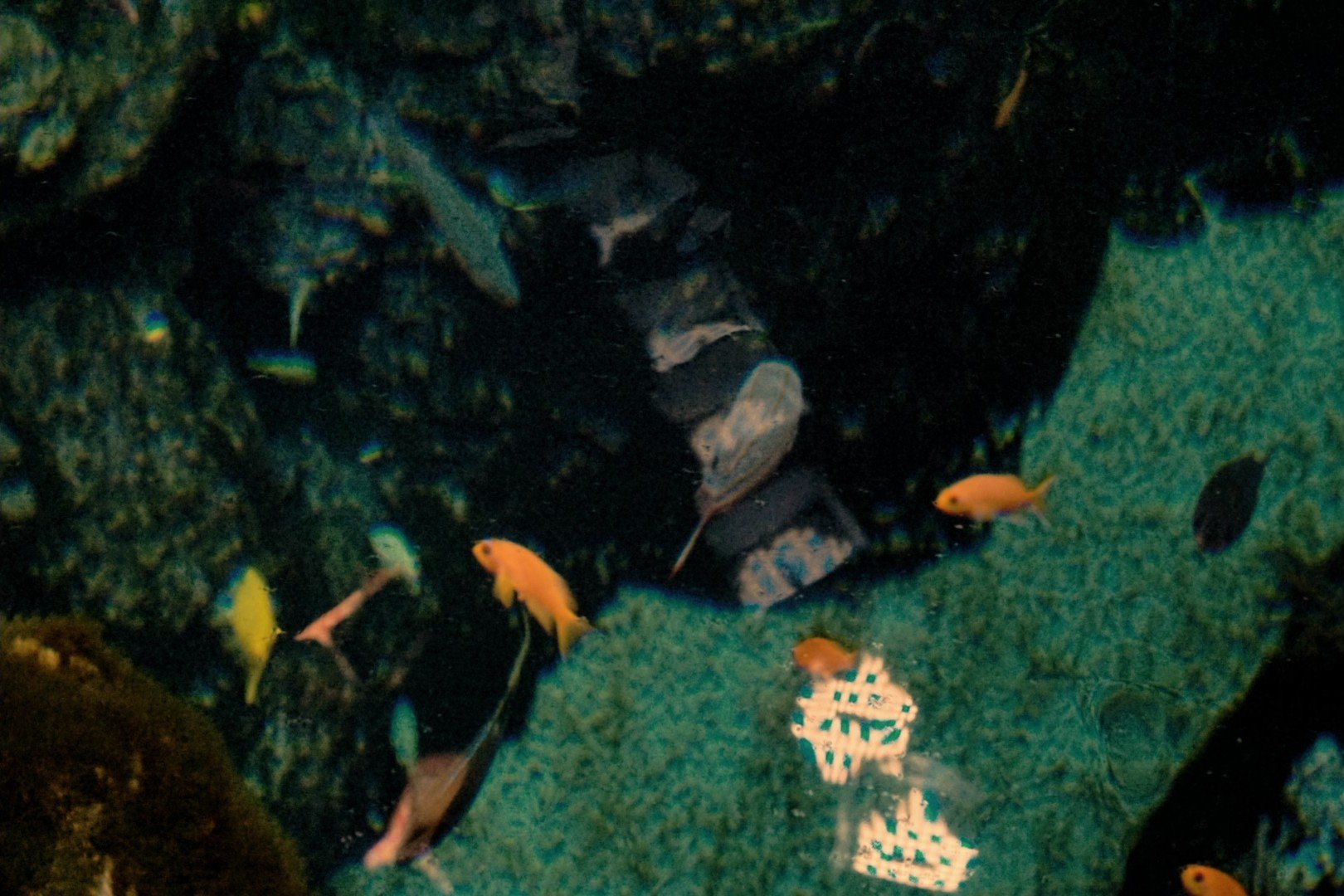 fishies00000000.jpg