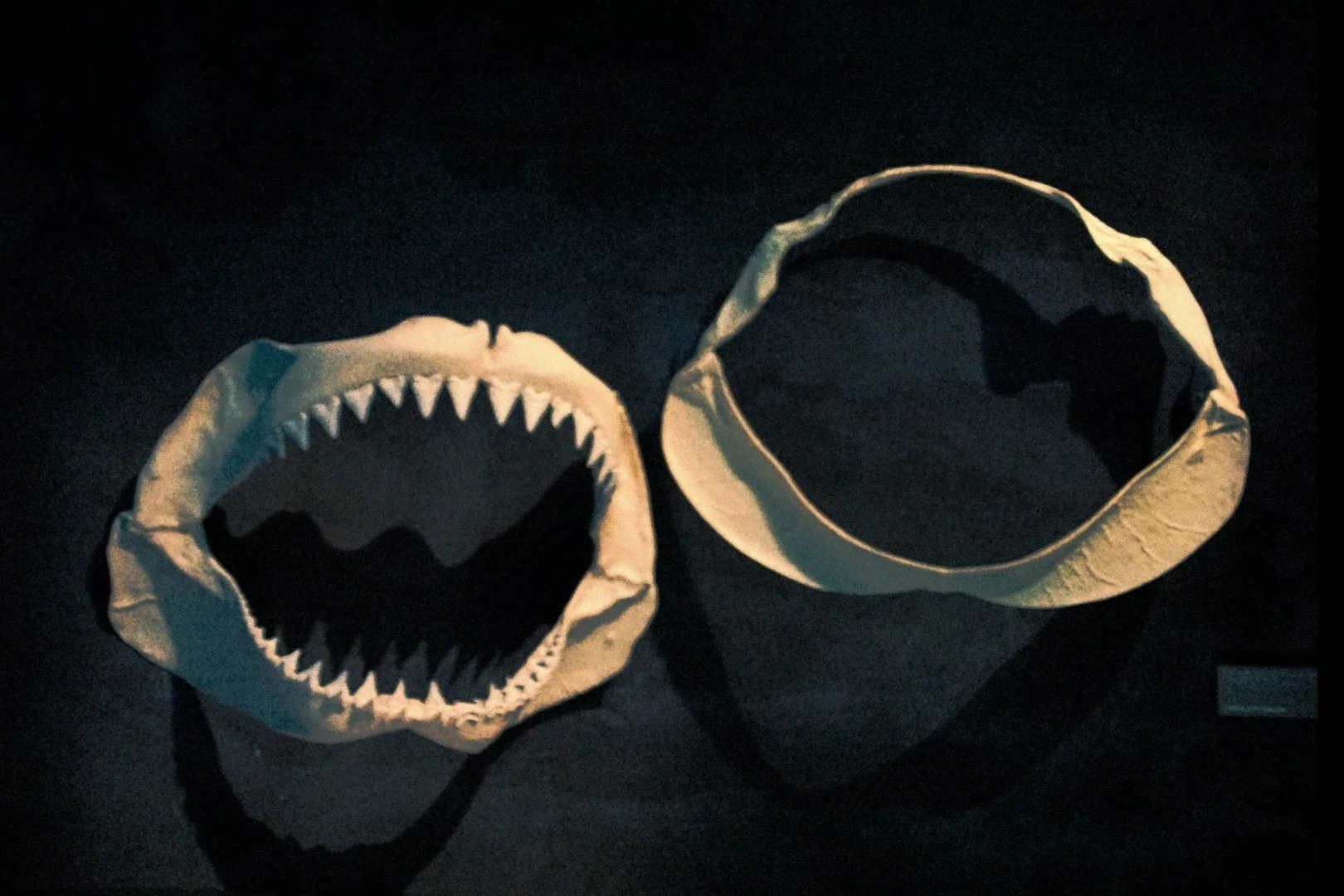 jaws00000000.jpg