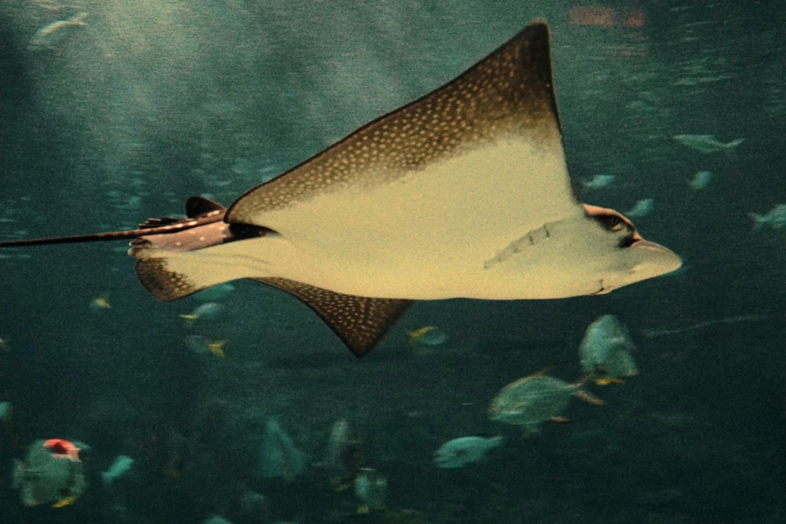 sting ray00000000.jpg