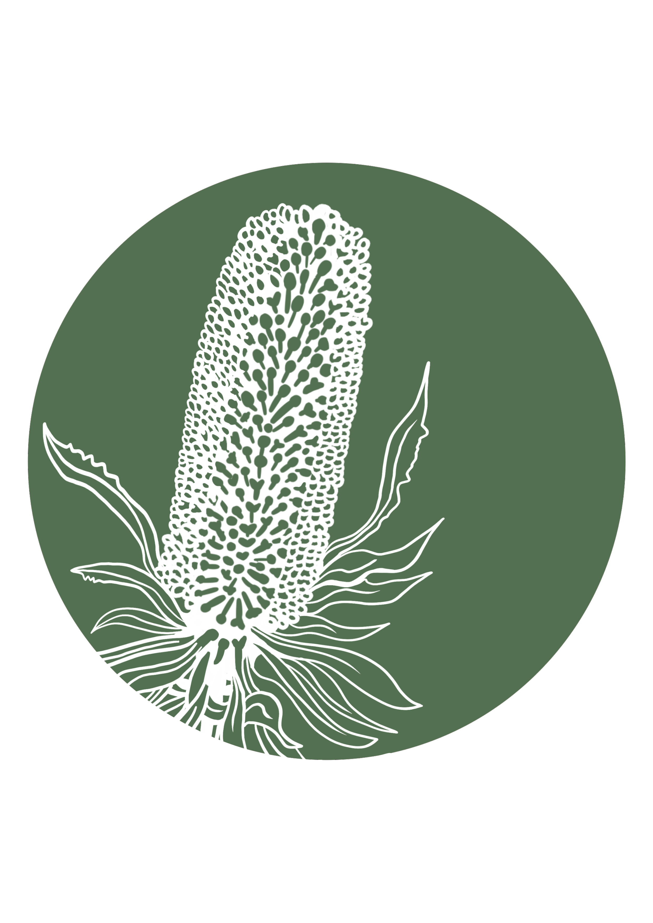 Illustration of a corn plant with detailed seed head and leaves, set against a circular green background.