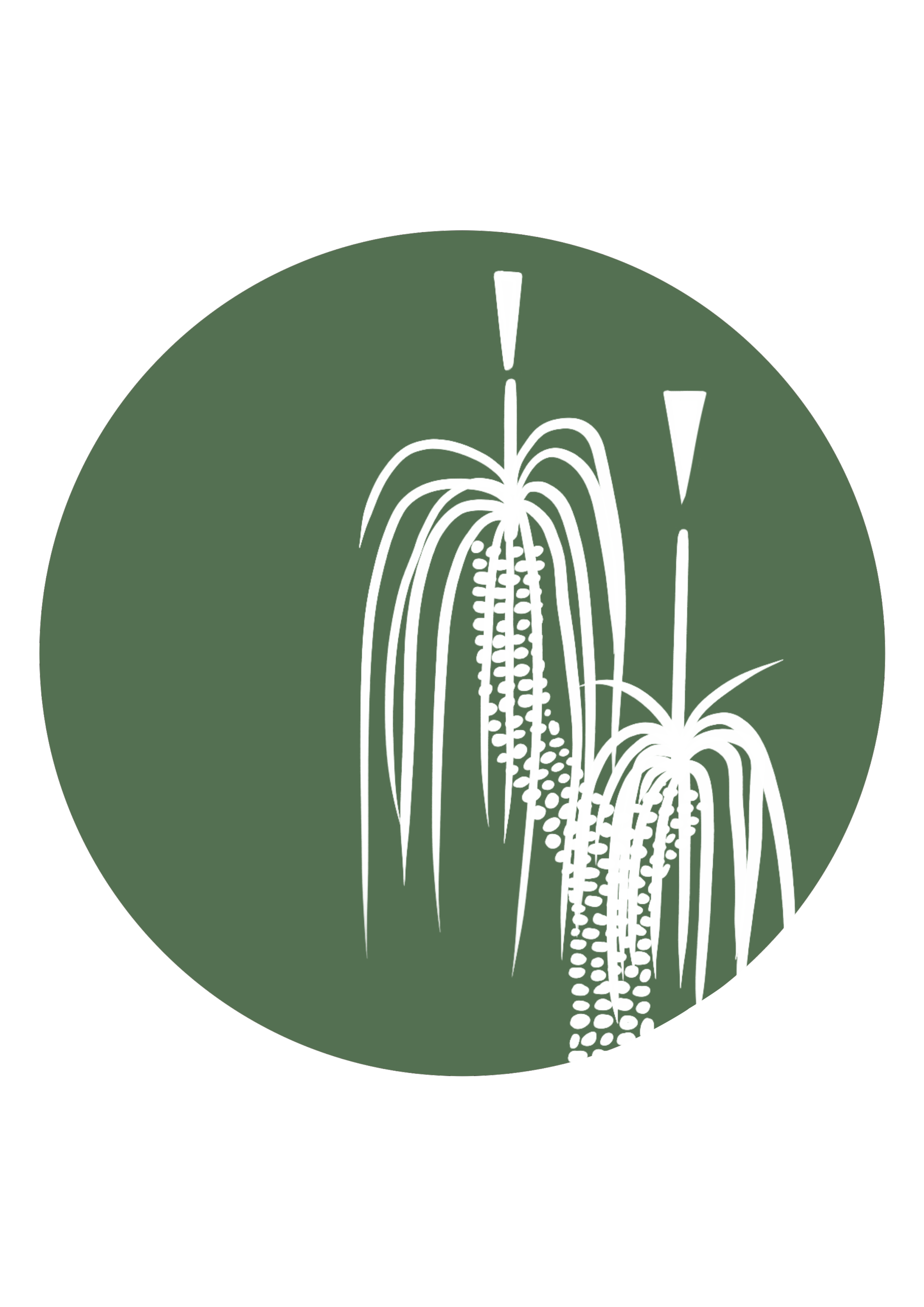 Stylized illustration of sugarcane plants with droplets of water, on a dark background.