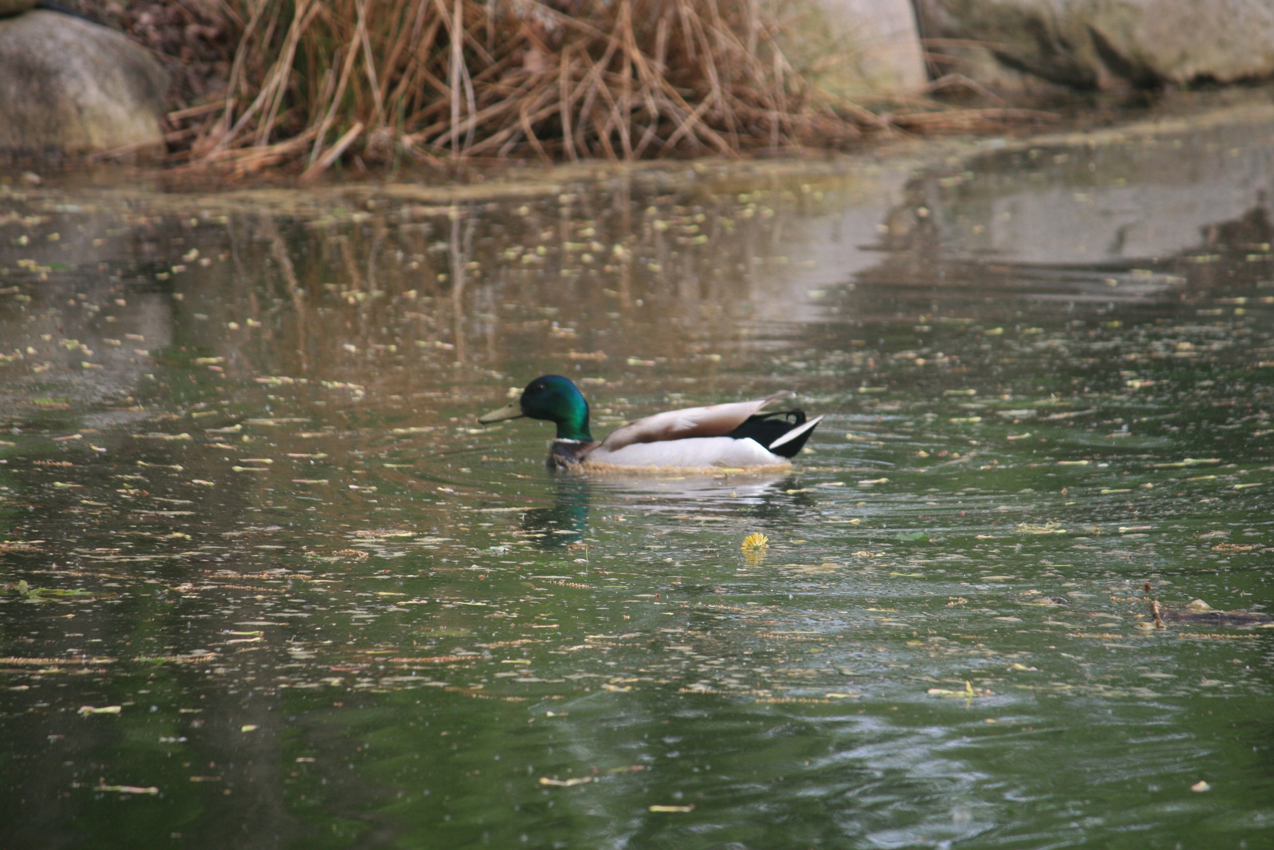 A mallard duck swimming in a pond with floating plant debris. The duck has a green head, white neck ring, and brown chest, with a mostly white body. The pond is surrounded by rocks and dried grass.