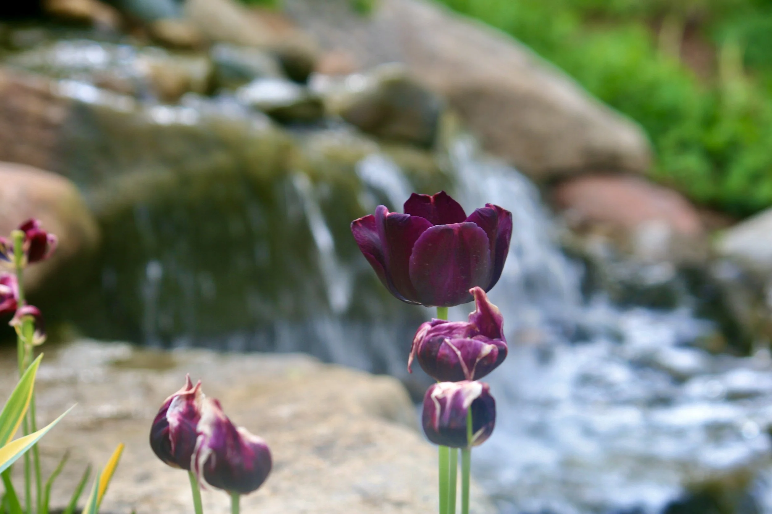Purple and white flowers blooming near a small waterfall in a lush green garden.