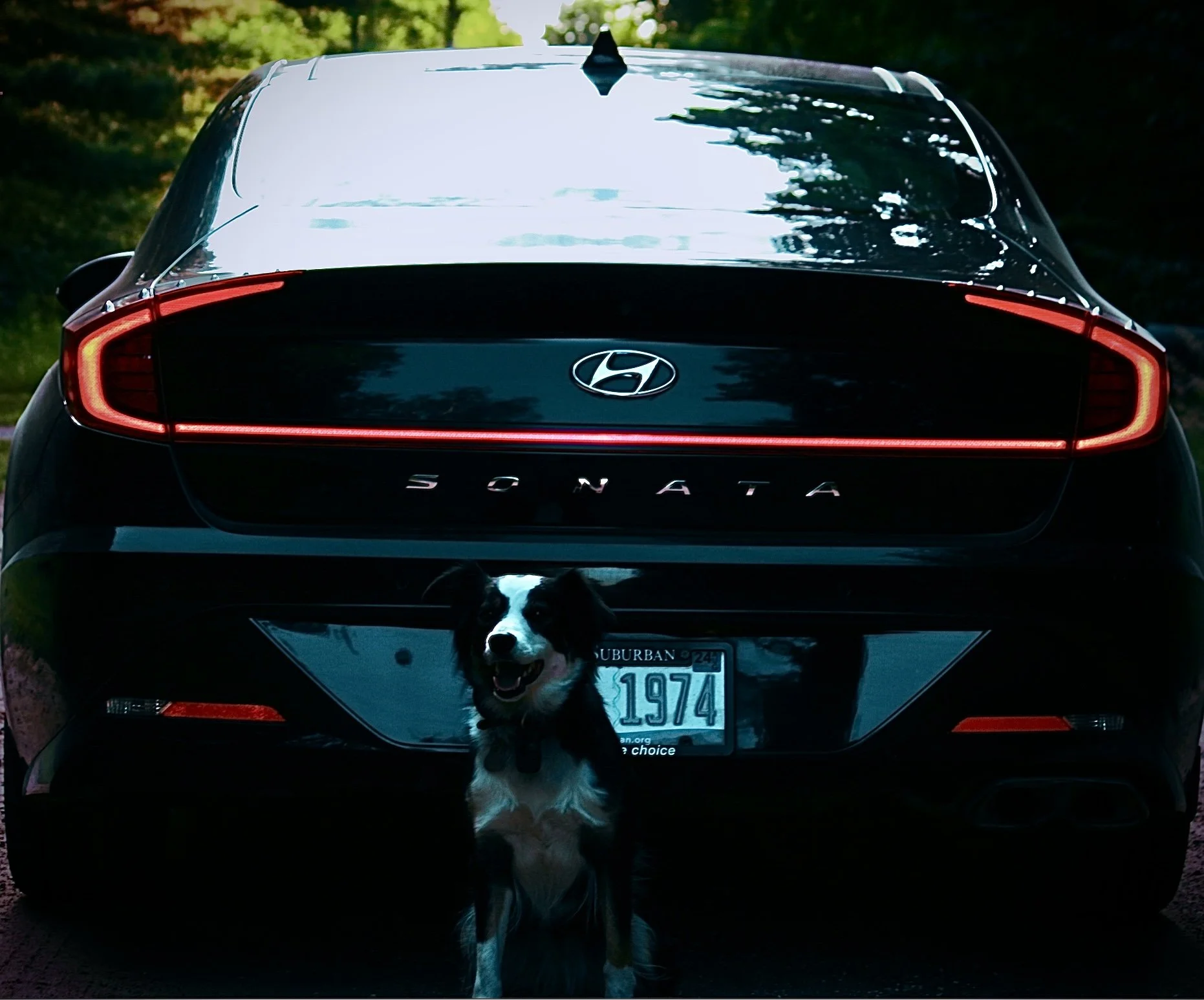 A black Hyundai Sonata car with red taillights and a license plate, parked outdoors on a wooded area. A black and white dog is standing underneath the car, looking directly at the camera with its tongue out.