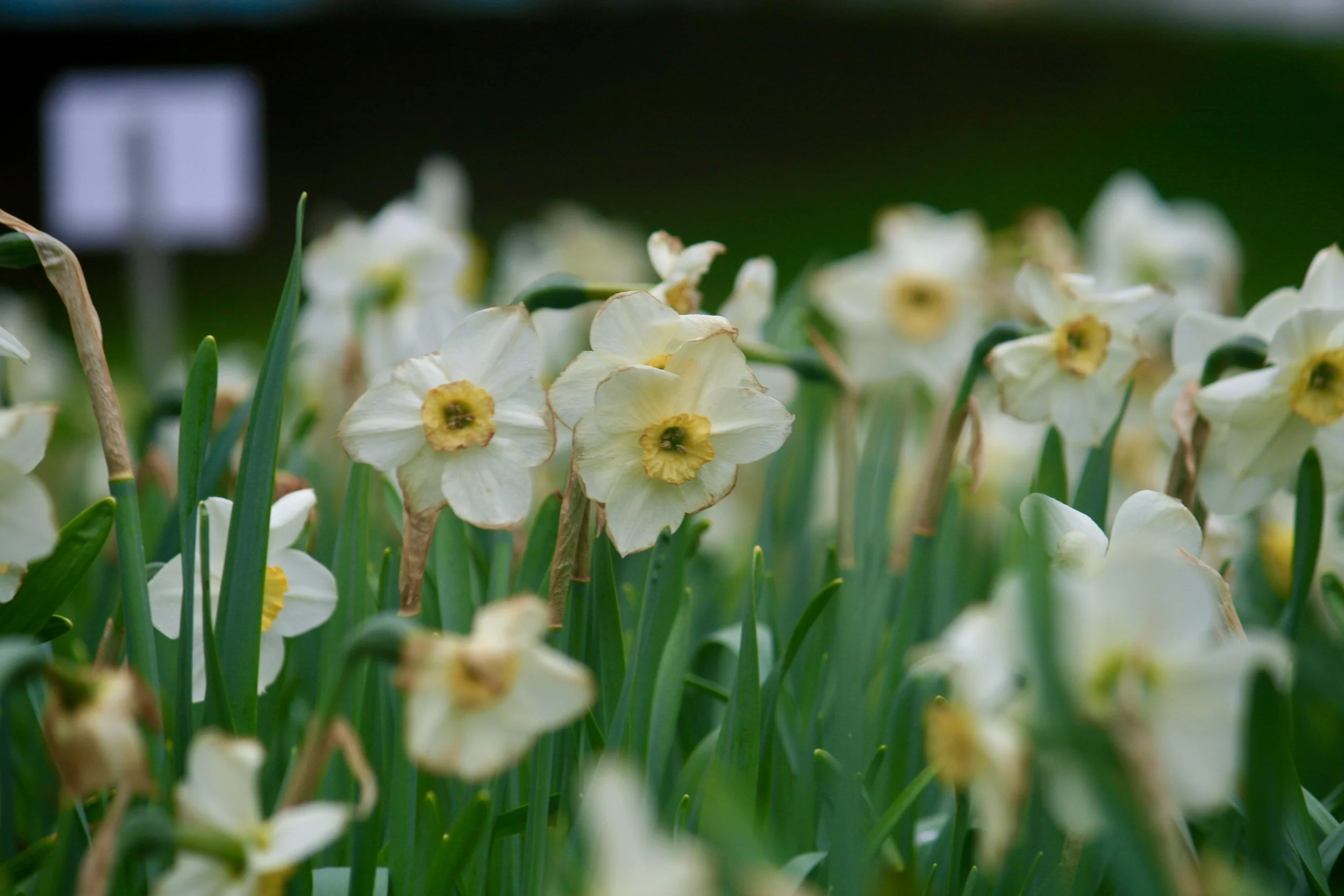 A close-up of white and yellow daffodil flowers with green stems, with a blurred background.