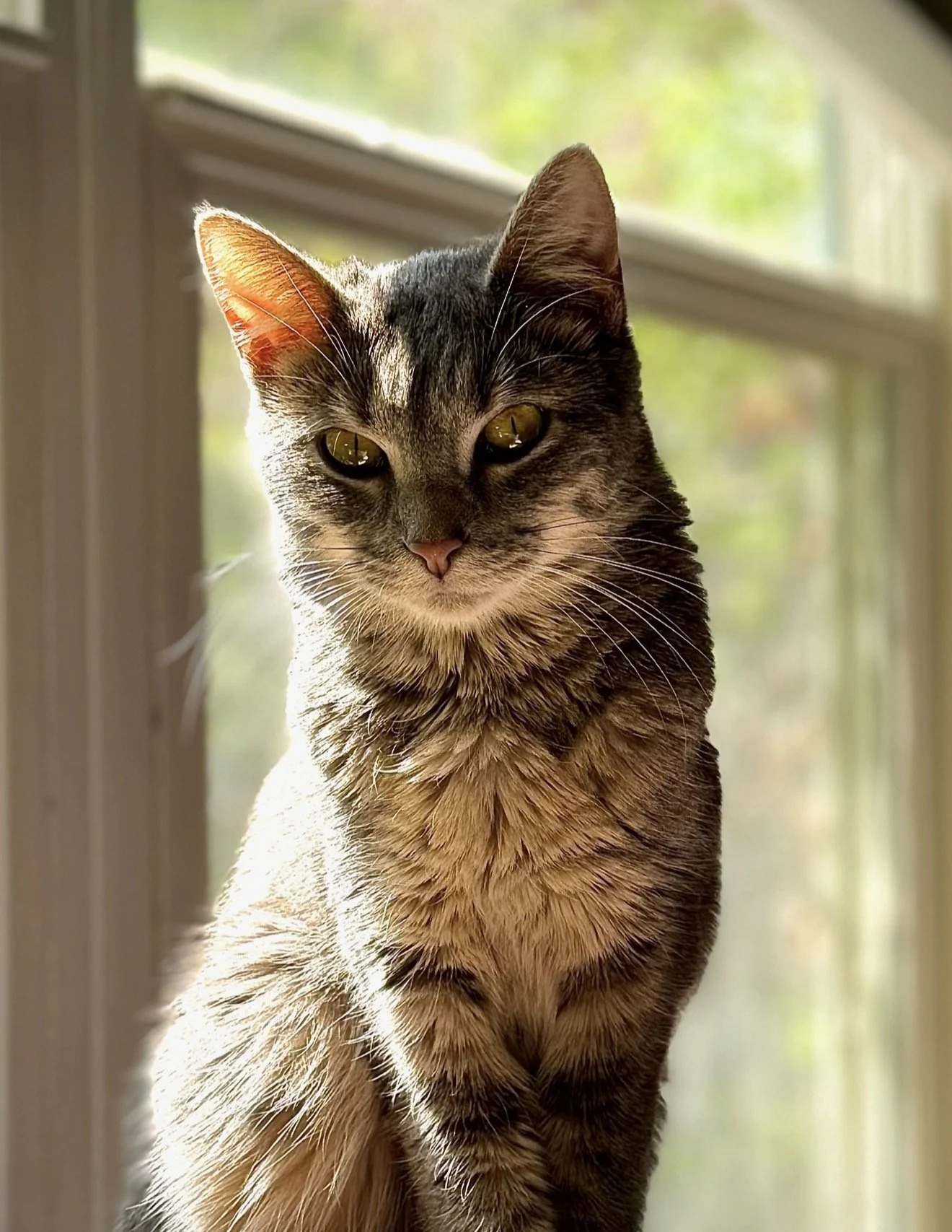 A grey tabby cat with yellow eyes sitting indoors near a window with a blurred outdoor background.