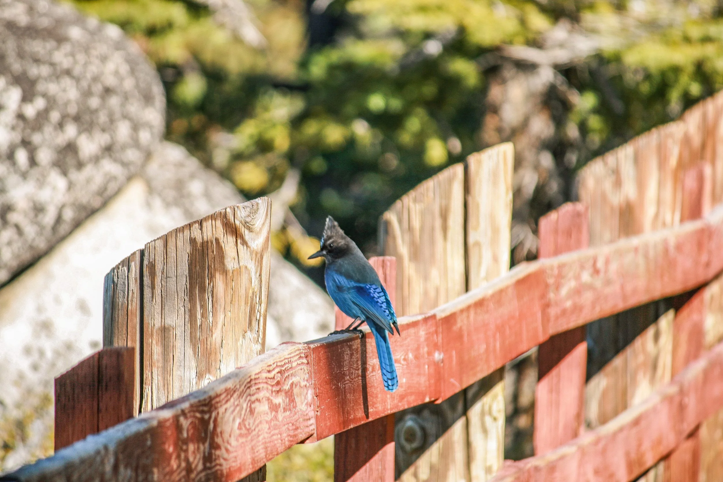 A colorful bird with blue and black feathers perched on a wooden fence with a blurred natural background.