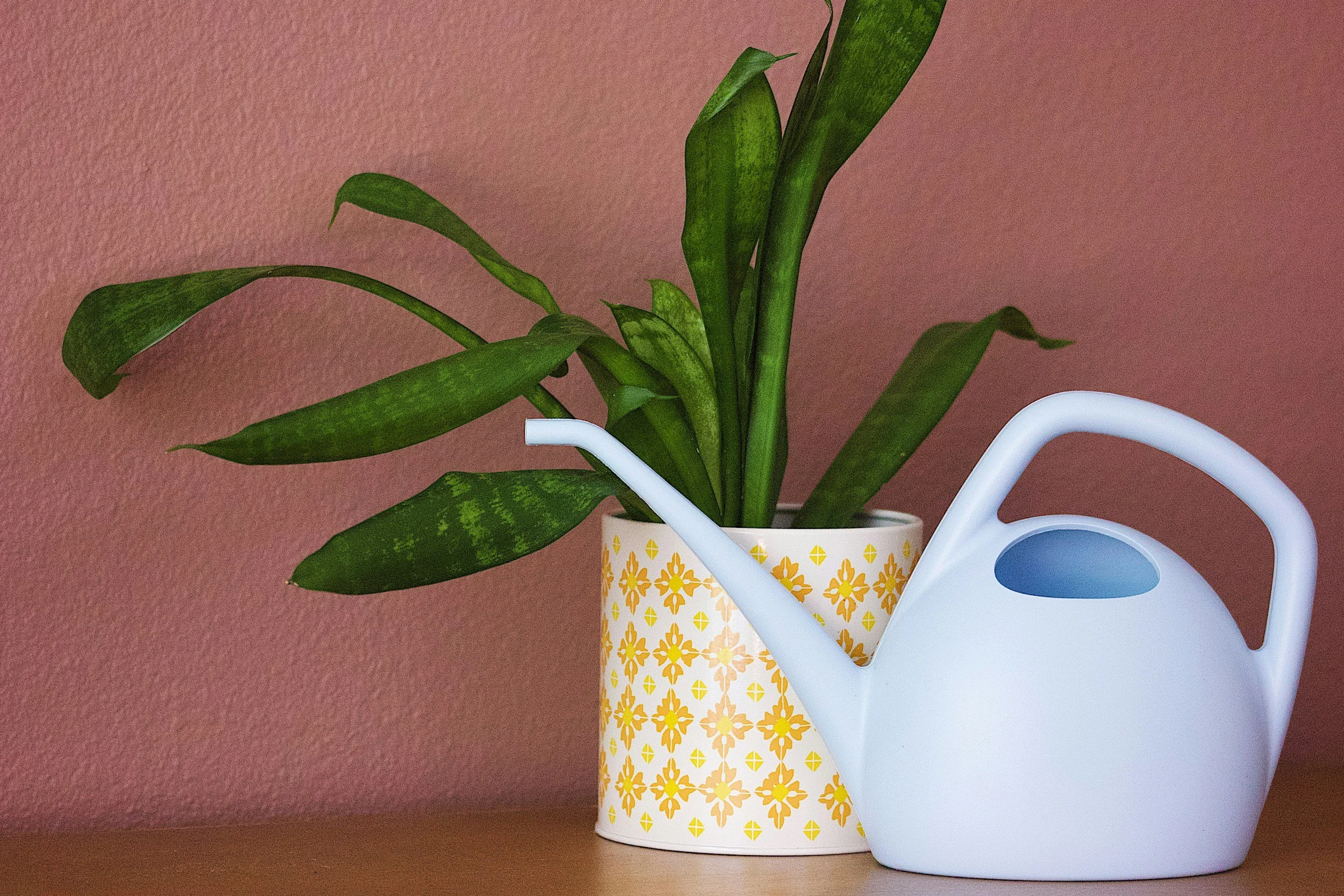 The Golden Rule of Watering (It's Not What You Think)