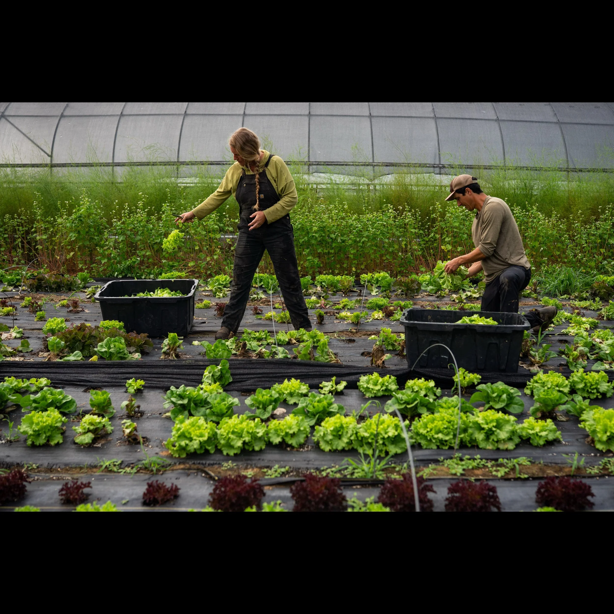 &ldquo;To get a sense of how food prices are changing in America, look to the farmers market.

It may not be the lowest-cost option for some, what with free-range chickens, small gardens and a distinct lack of economies of scale. But such markets cut