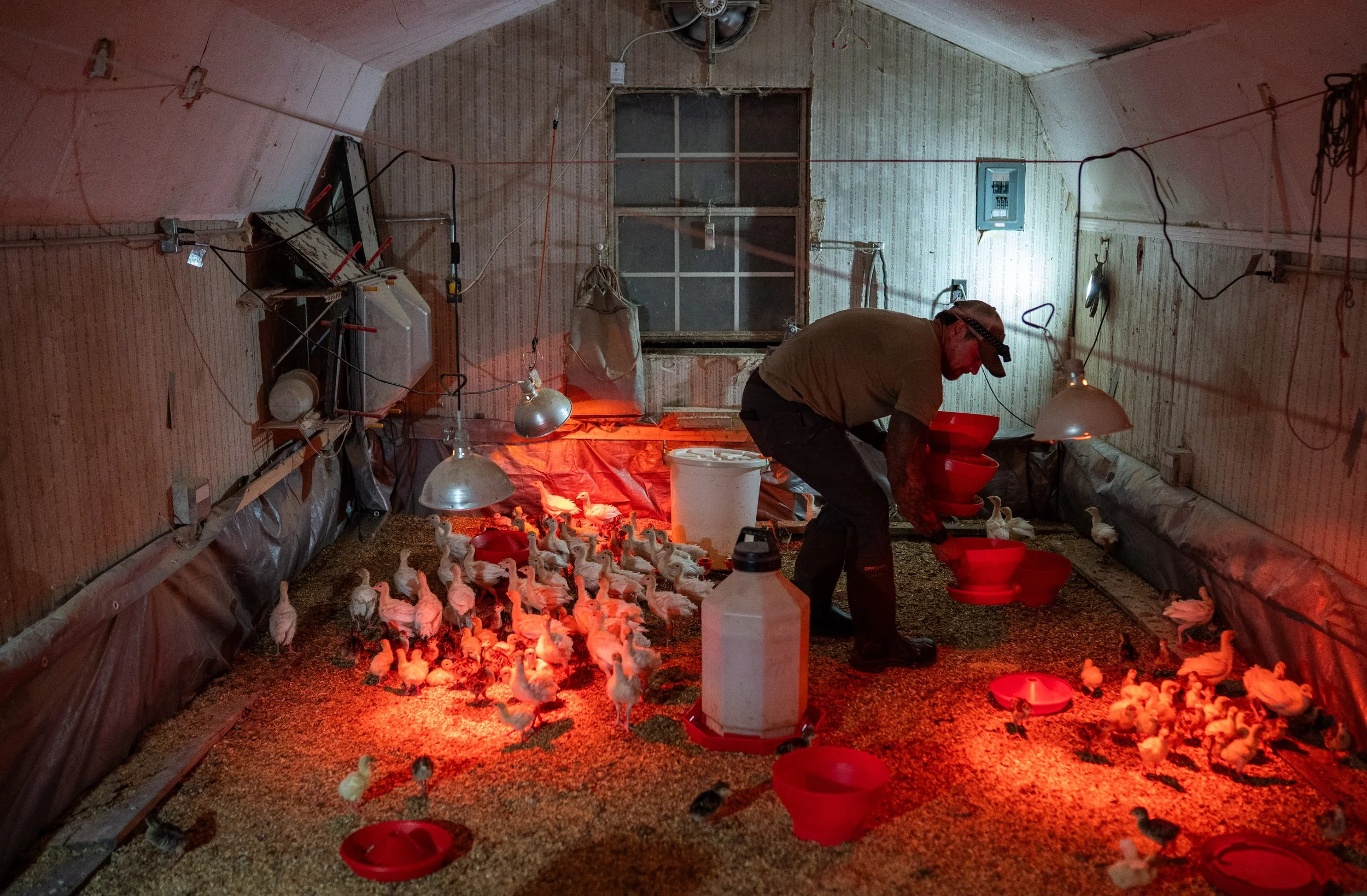  Ed Vaught, owner of Hidden Holler Farms feeds his turkeys on his farm in Bethpage, Tennessee on Saturday, July, 11, 2026. Ed sells his products at the Richland Park Farmers Market in Nashville.  Seth Herald for The New York Times  