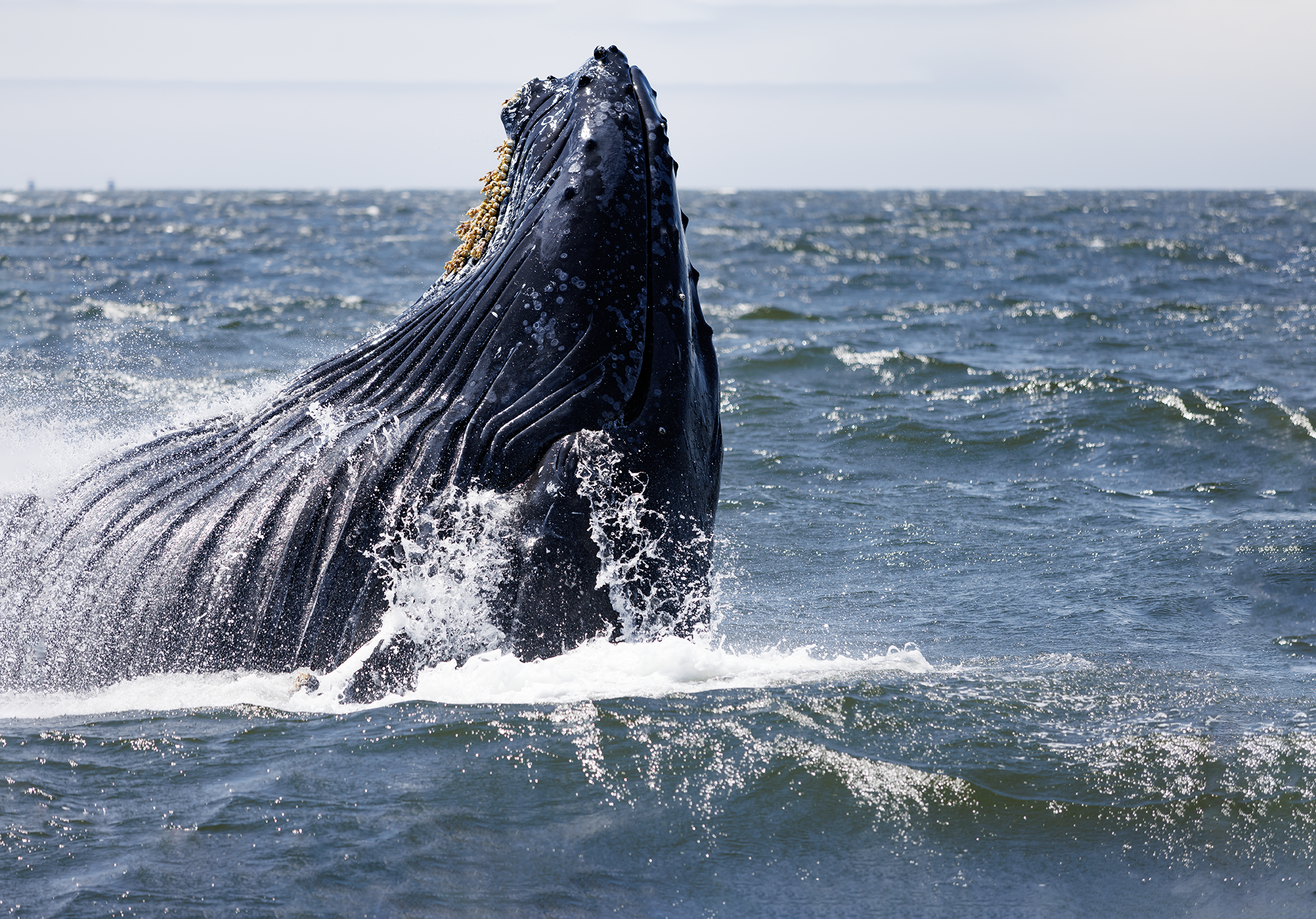 whale 2024 0H3A4428-Recovered.png
