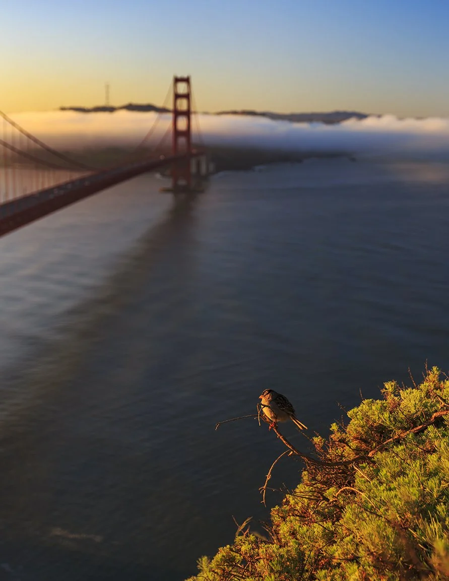 VA9A6605.tif Goldengate with bird.jpg