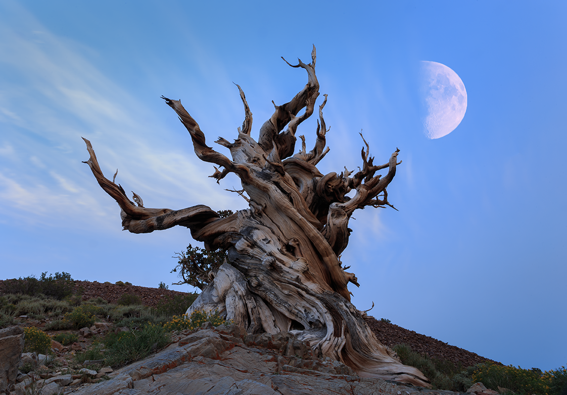 Bristolecone Pine tree 2015 IMG_3625.png