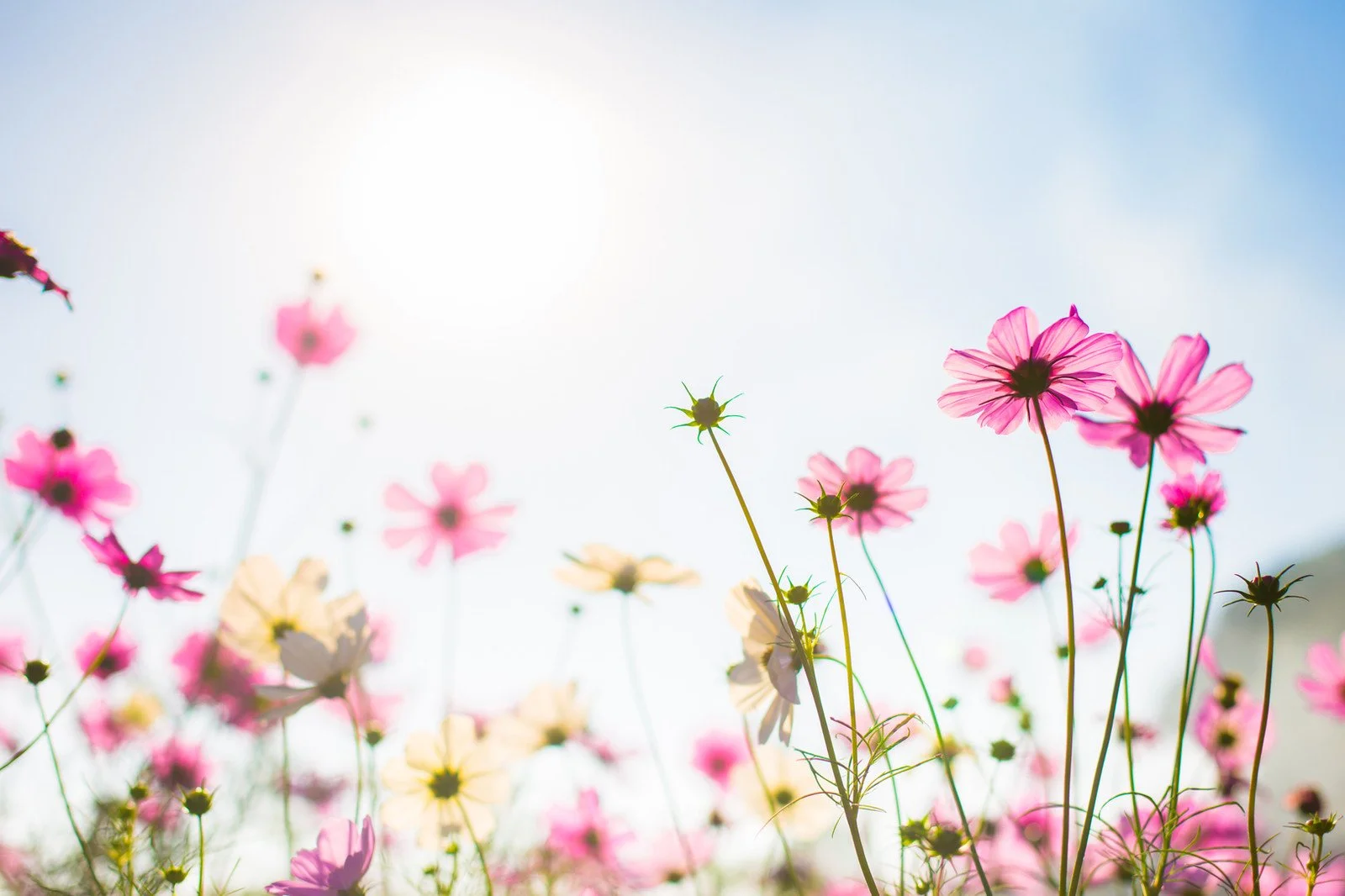 Image accompanying the post "Embrace the Blooming Season: Spring Self-Care Rituals for Busy Professionals"