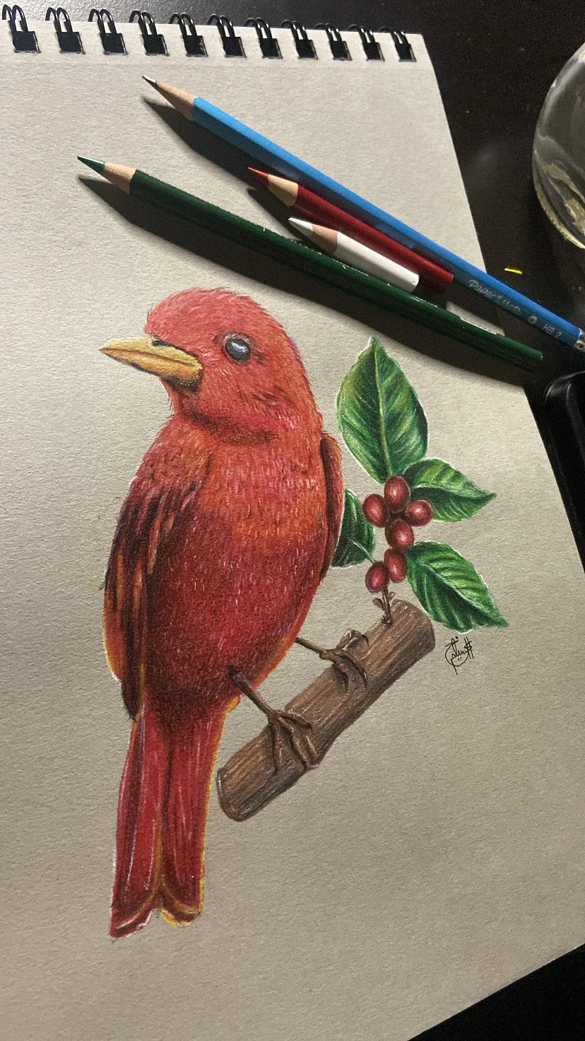 Ave roja ( Lápices de colores)