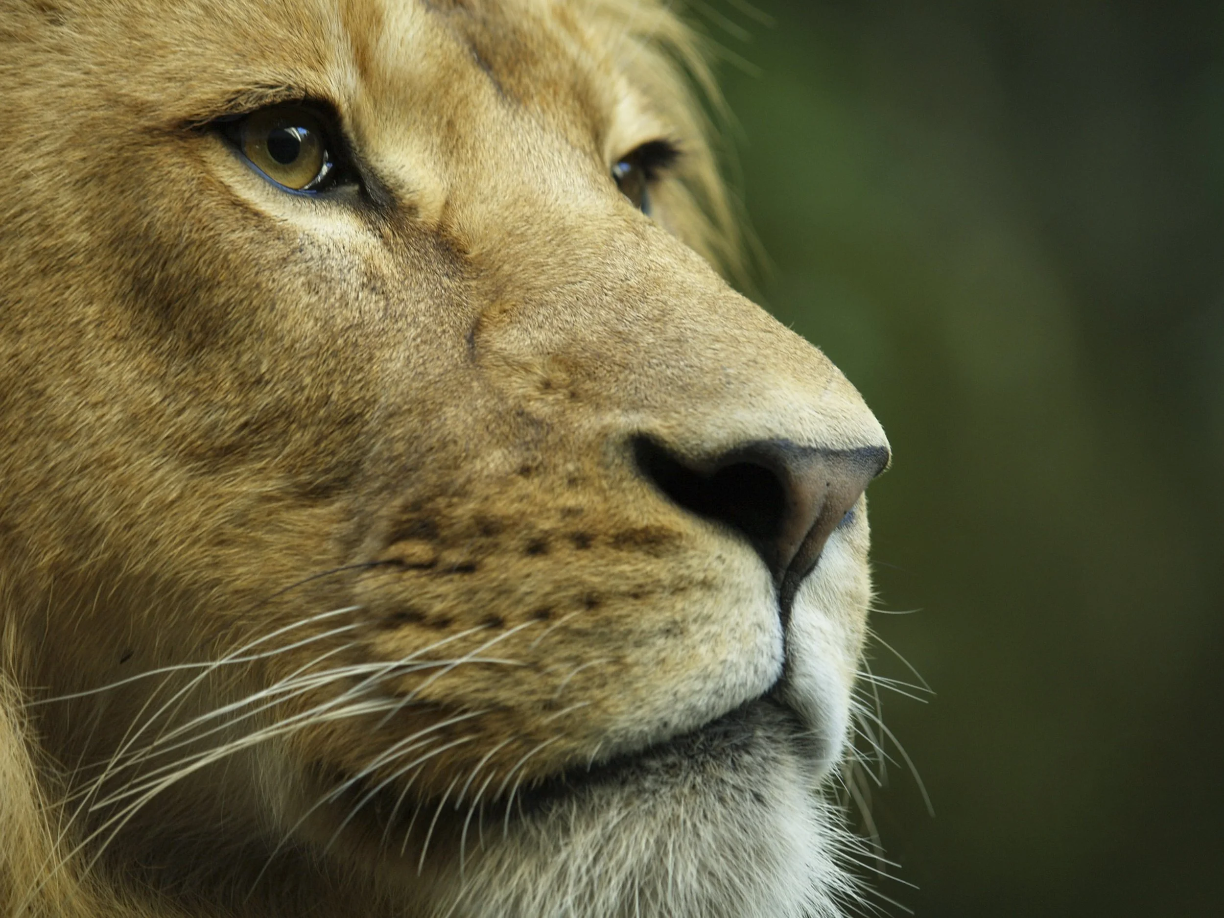 Taronga zoo photography
