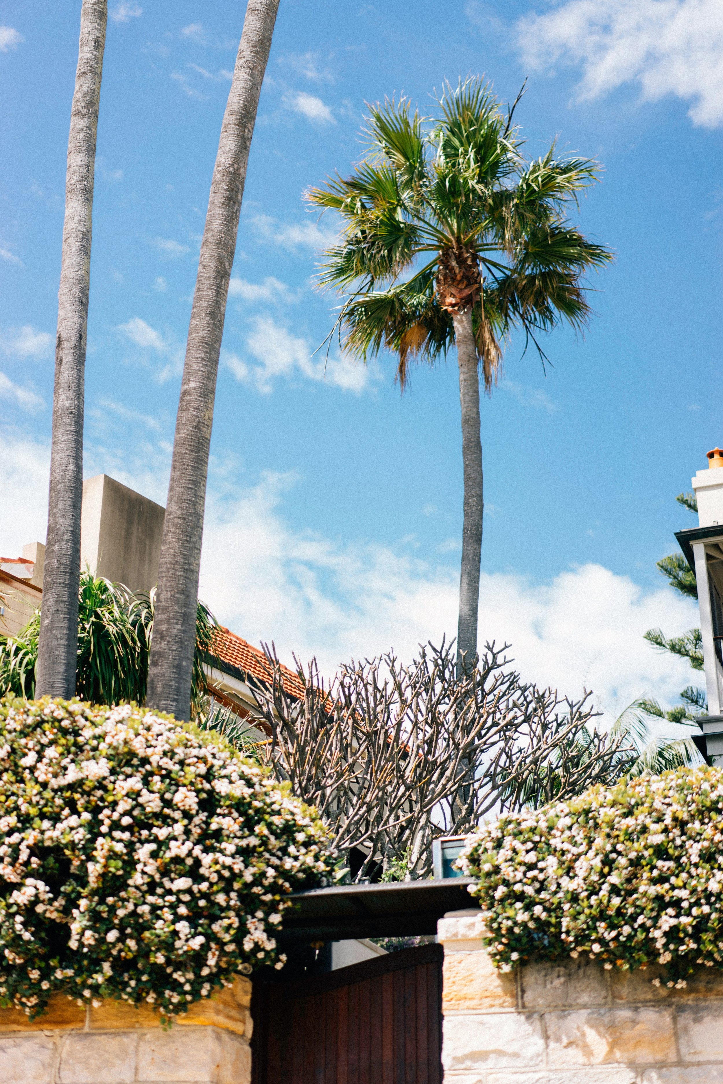 Palm trees and flowering hedges along a Sydney street