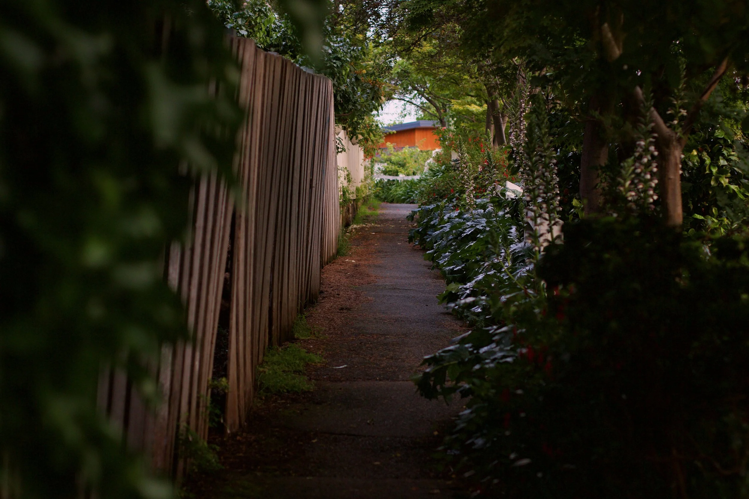 Soft background view of a leafy garden path