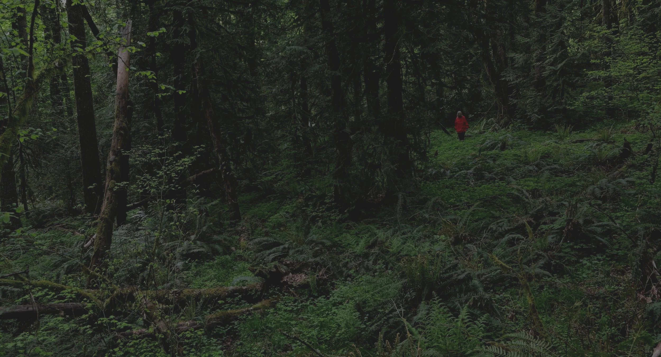 The Signal (2026)