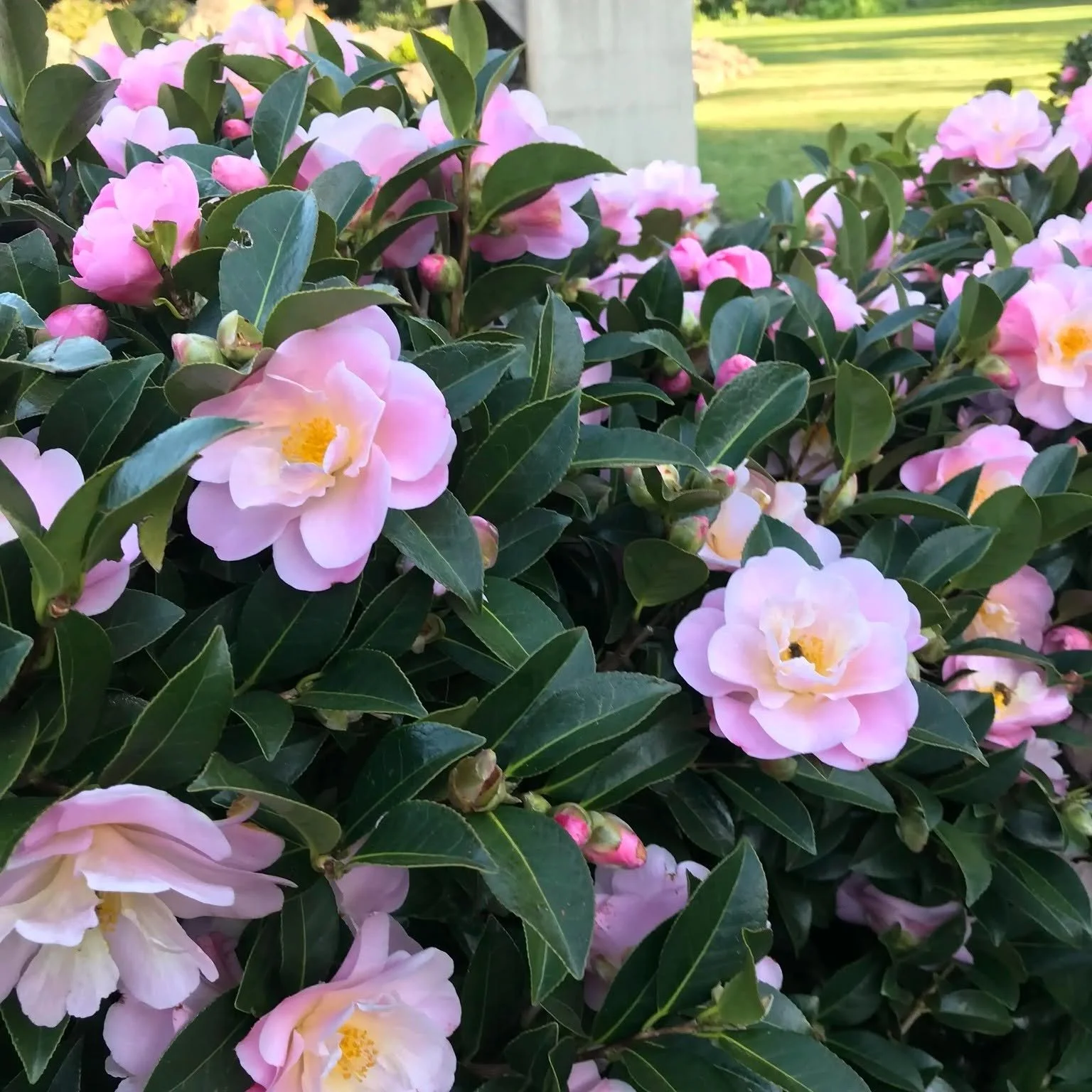 Pink and cream camellia flowers with dark green leaves in bloom, some buds still closed, in a garden setting.