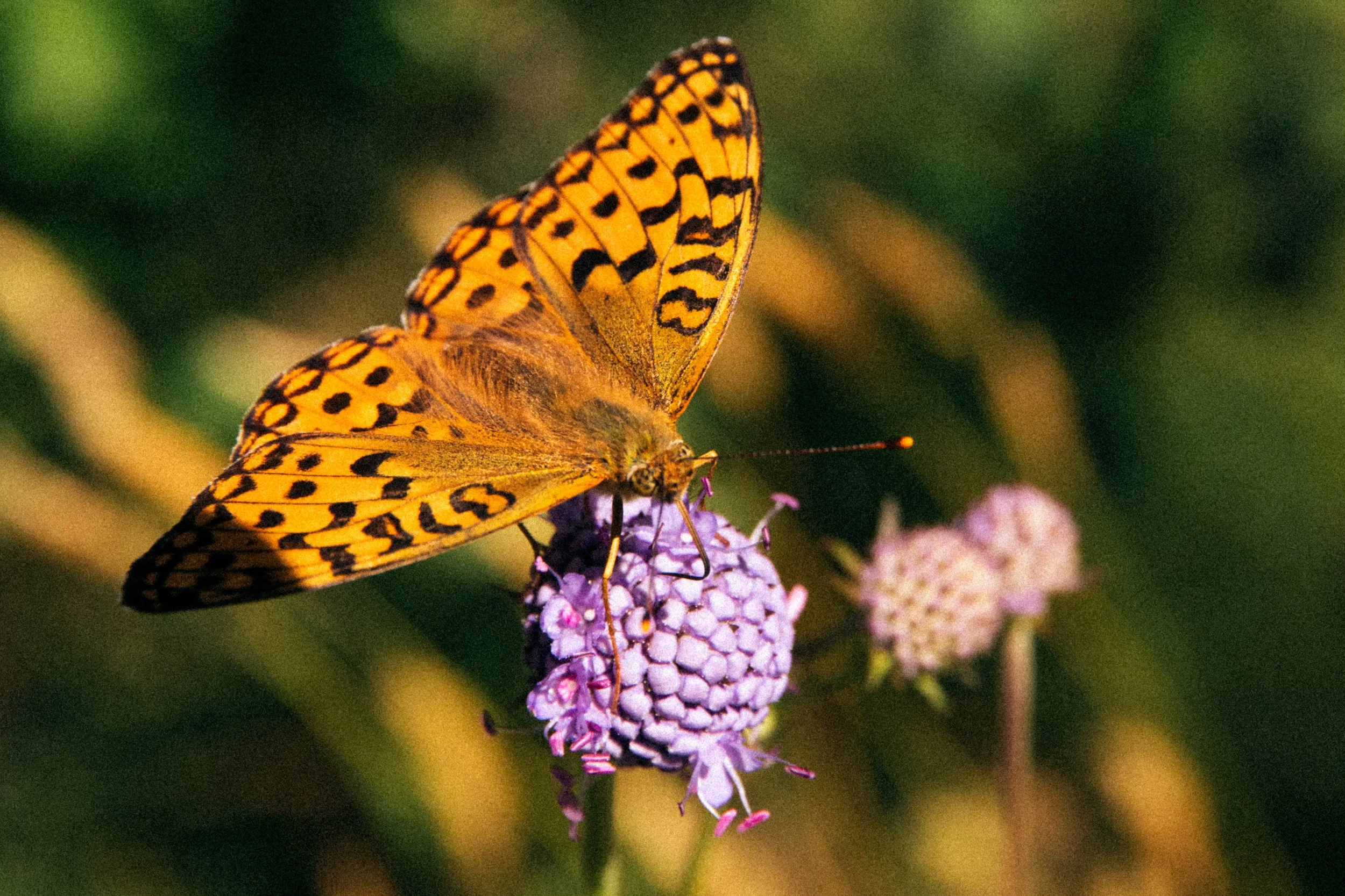 052A5049.jpg
