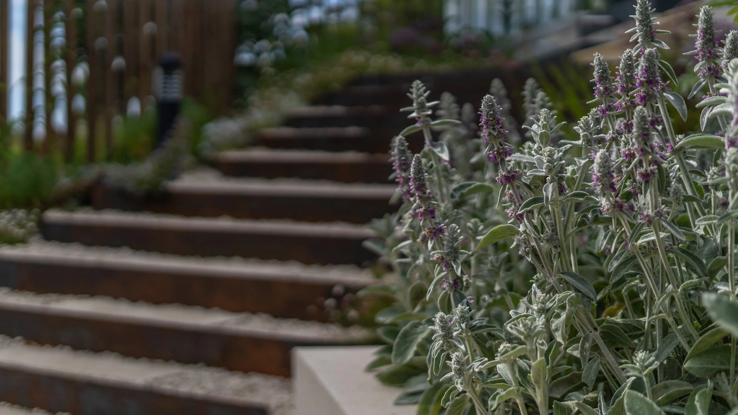 Silver foliage and. purple flowers soften thesteel-edged gravel steps at The Paddocks.
