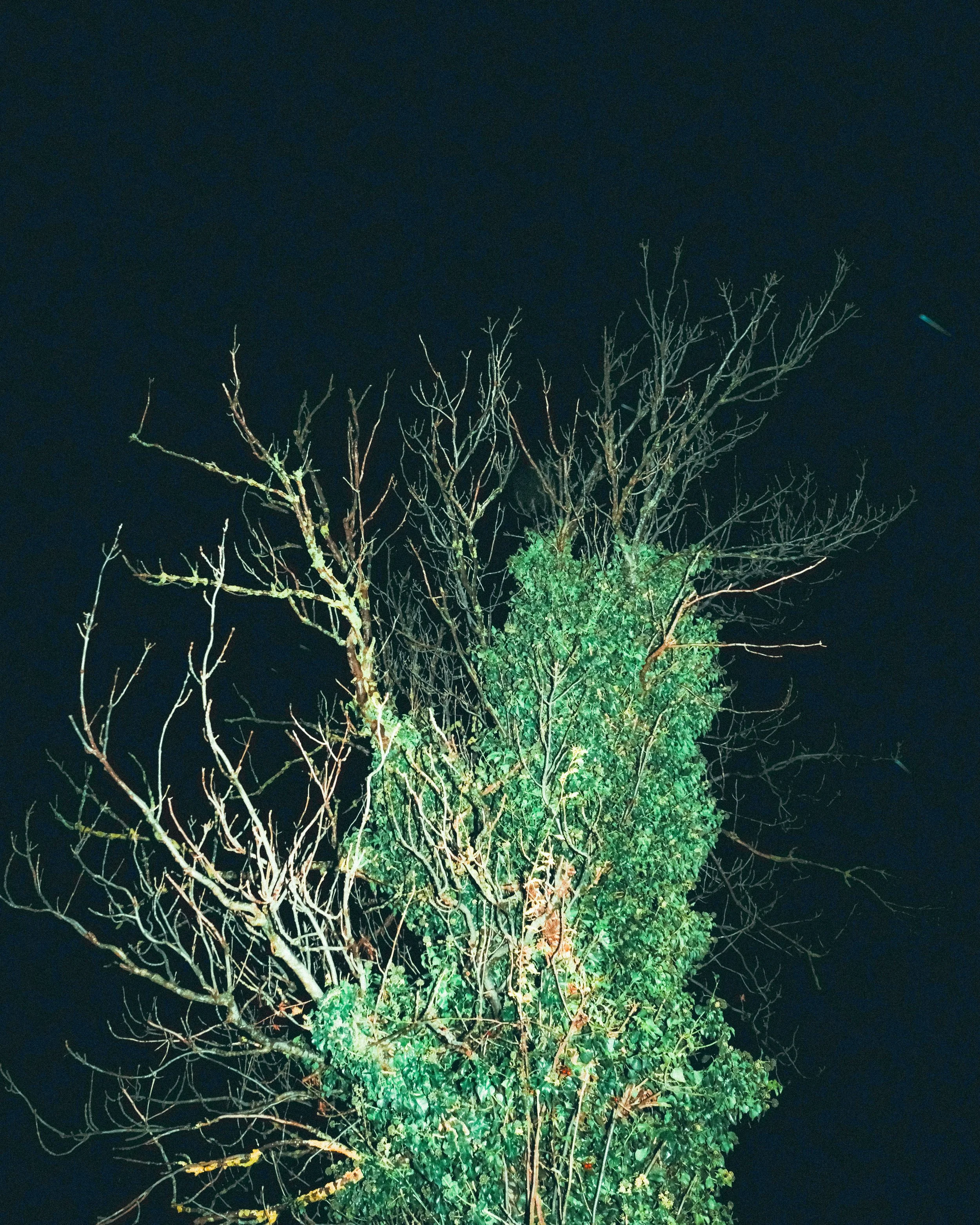 Un arbre dénudé illuminé par des lumières colorées dans la nuit.