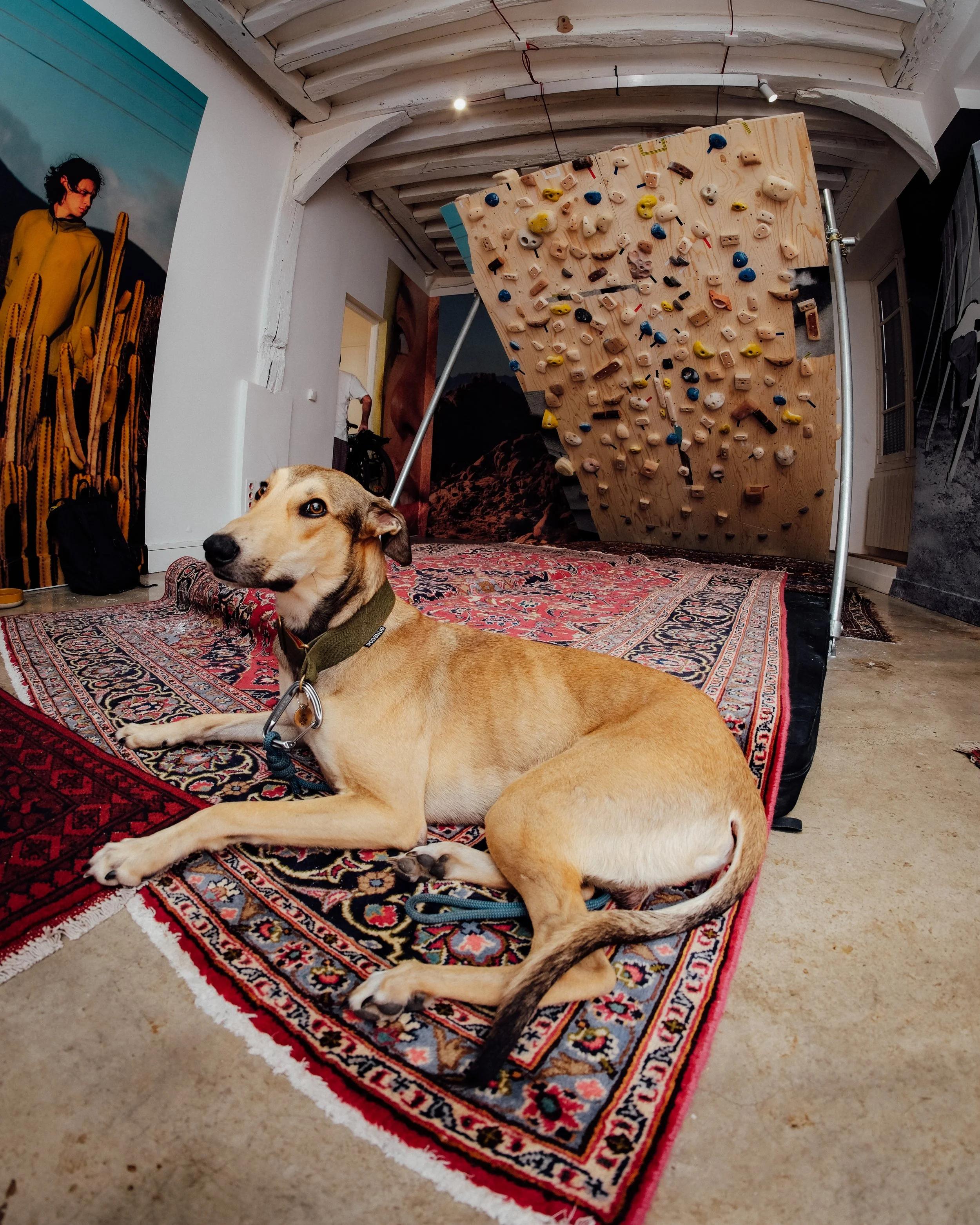 Un chien allongé sur un tapis répliqué en laine, dans une pièce avec un mur et un plafond en bois blanc, et une paroi avec un mur peint en fond de décor, y compris une peinture d'une femme en tenue jaune