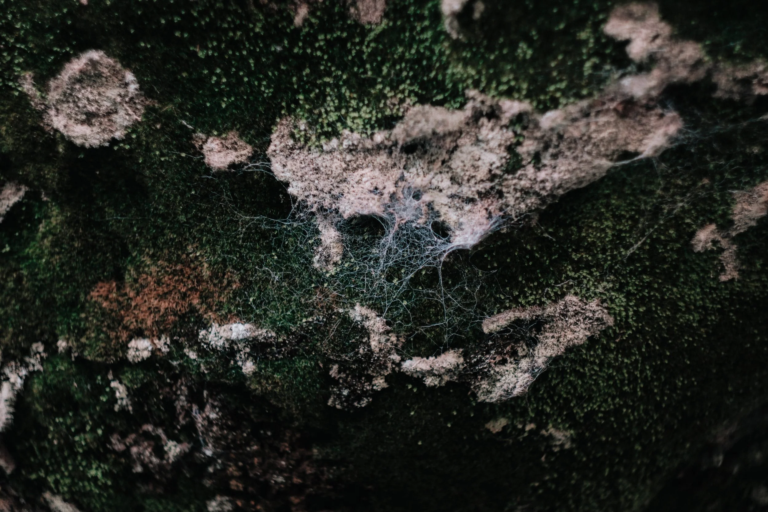 de la mousse verte, des lichens marrons et des toiles d'araignée sur une surface rocheuse.